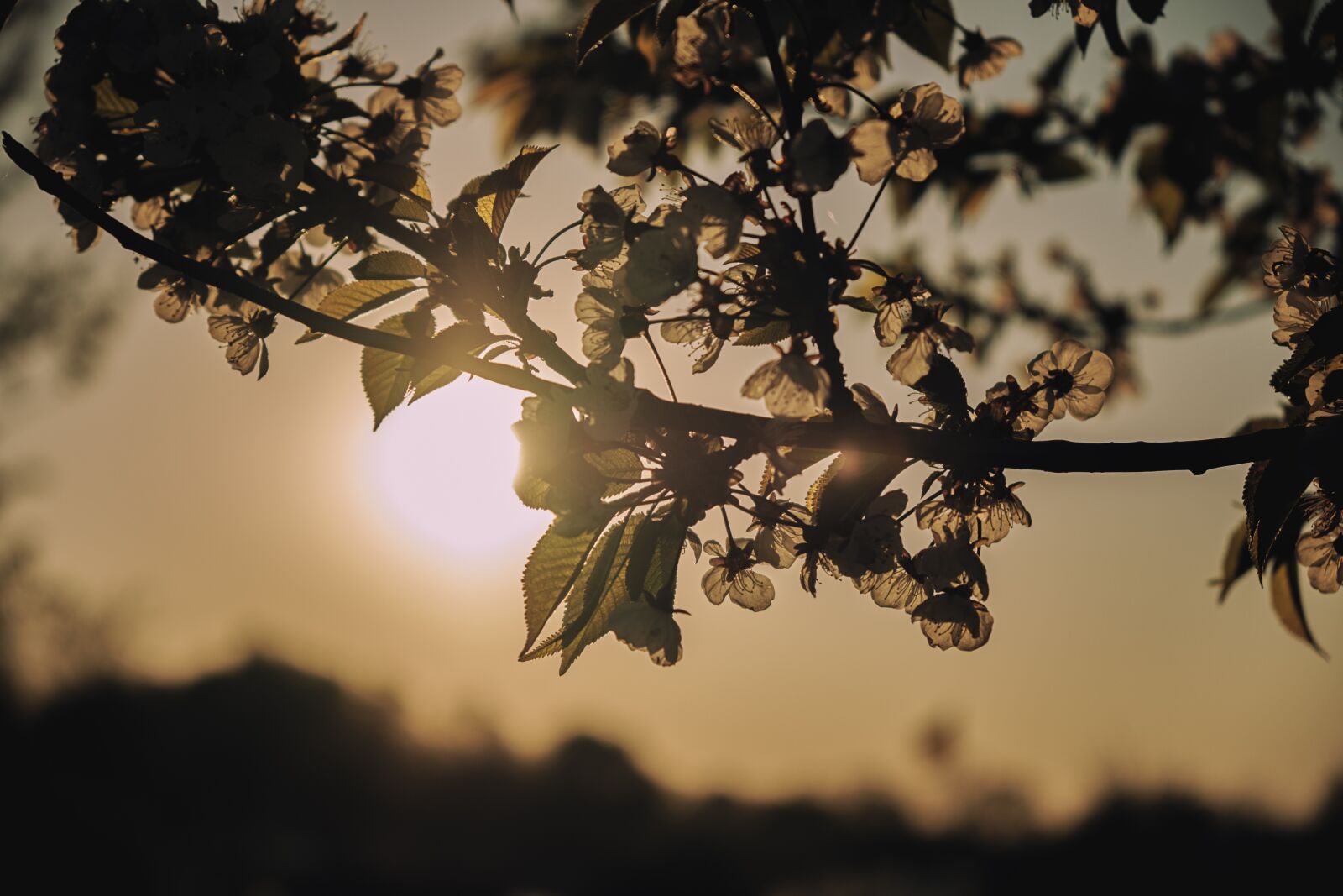 Fujifilm X-T2 + Fujifilm XF 18-55mm F2.8-4 R LM OIS sample photo. Sun, evening, sky photography