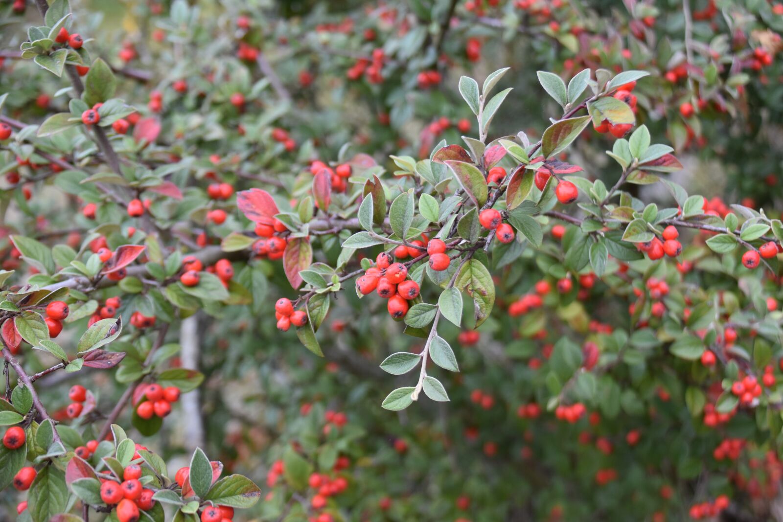 Nikon D5600 sample photo. Plant, cotonoaster, red fruit photography