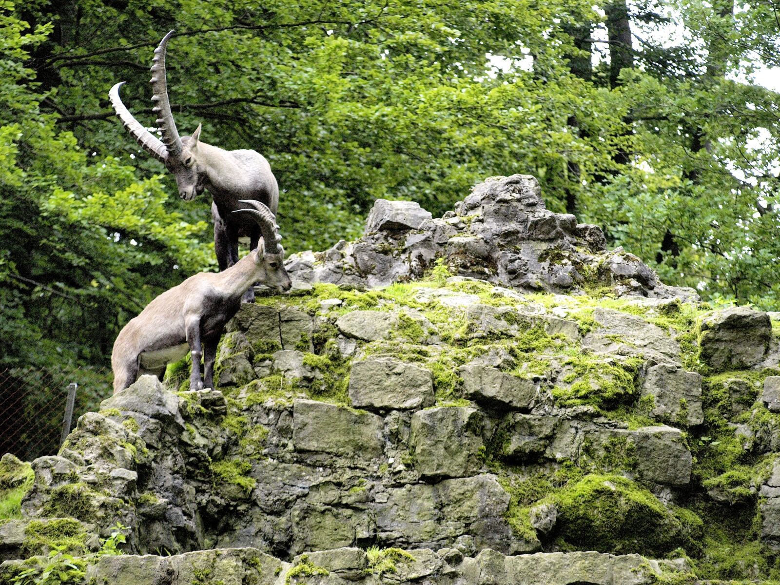 Olympus E-420 (EVOLT E-420) sample photo. Capricorn, wildlife park, horns photography
