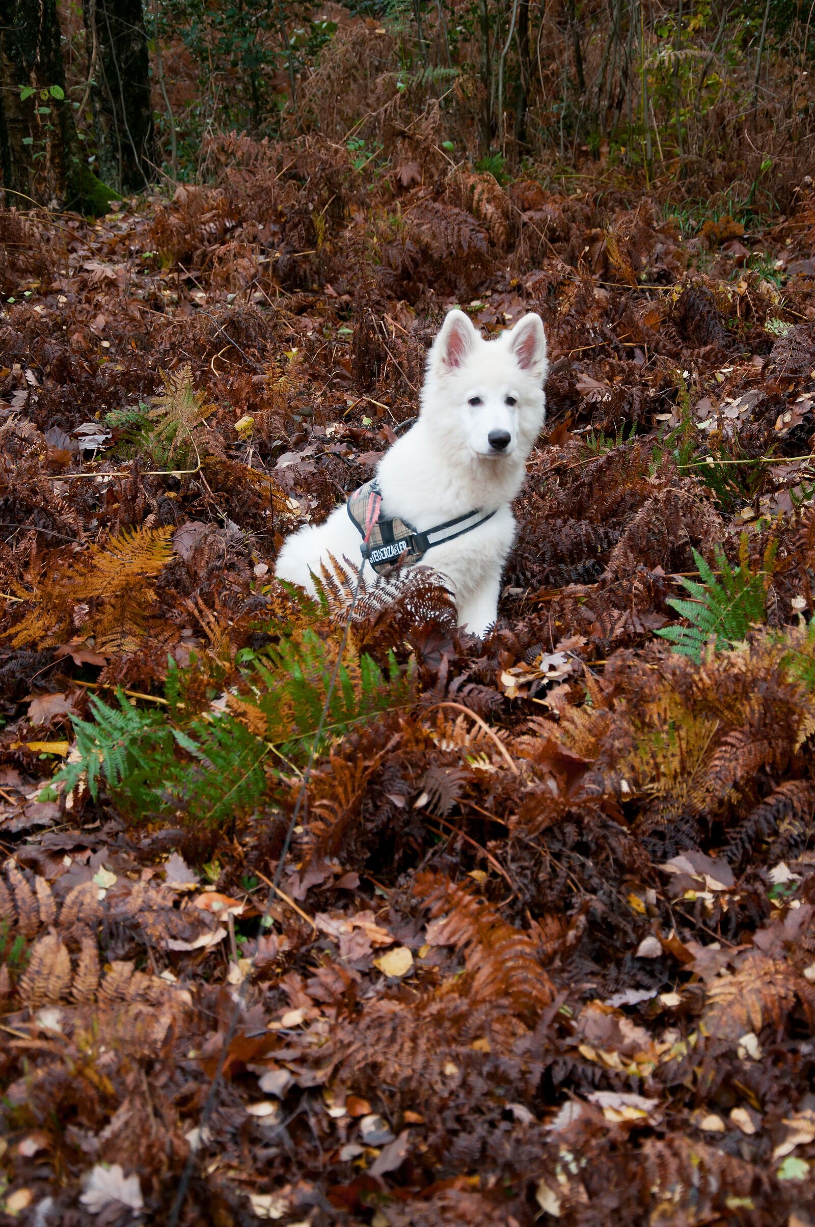 Nikon D5000 sample photo. Nature, autumn, wood photography