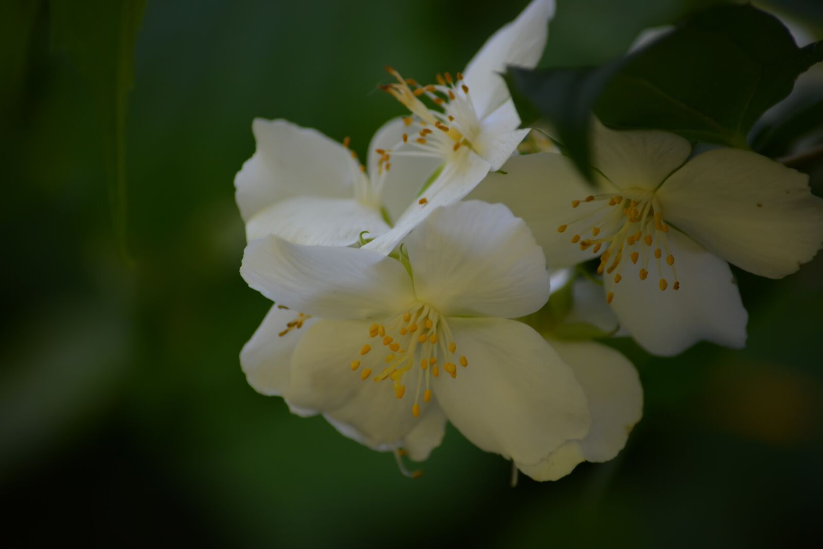 Nikon D5200 sample photo. Jasmine, flowers, summer photography