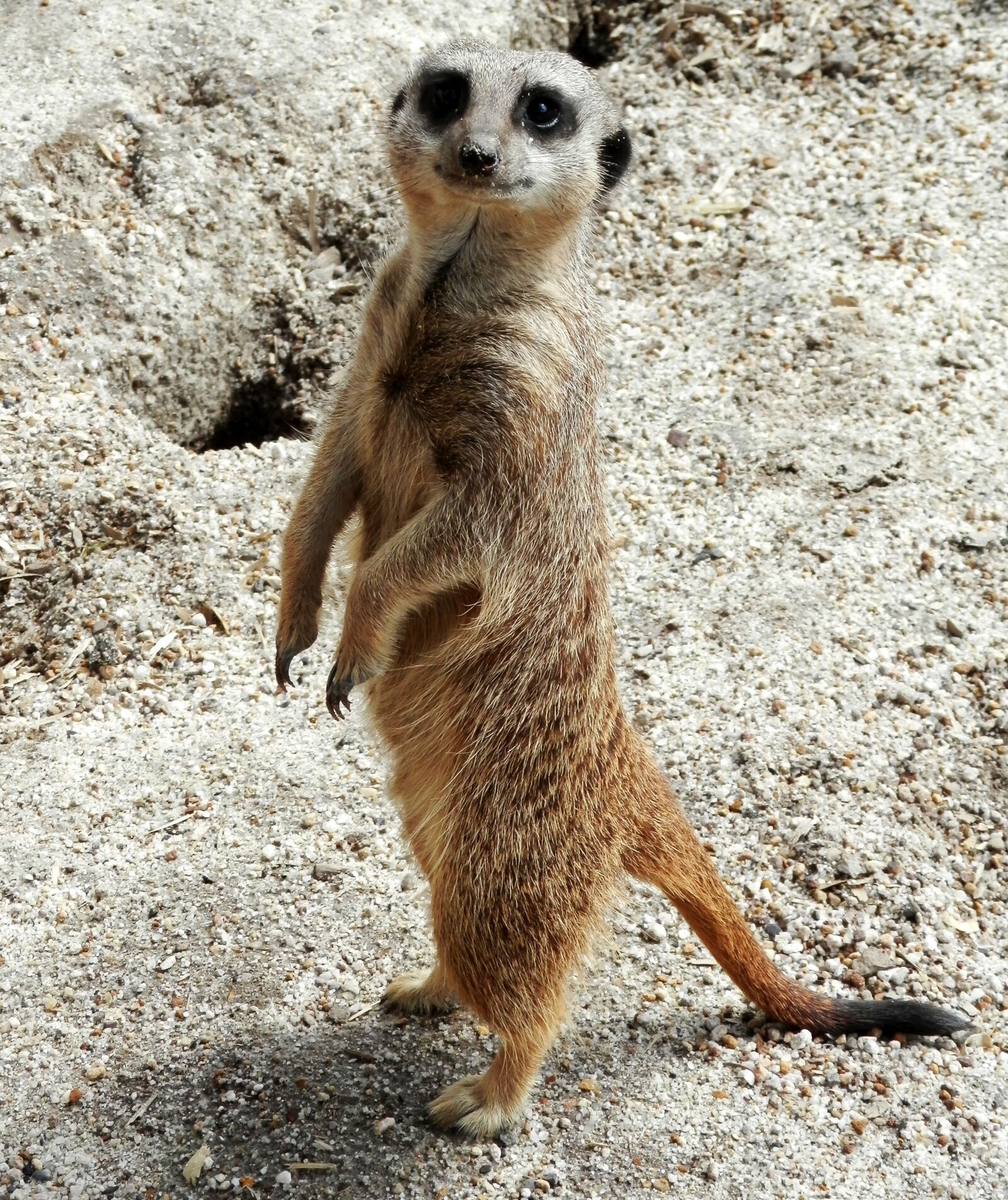 Olympus SZ-14 sample photo. Meerkat, nature, mammal photography