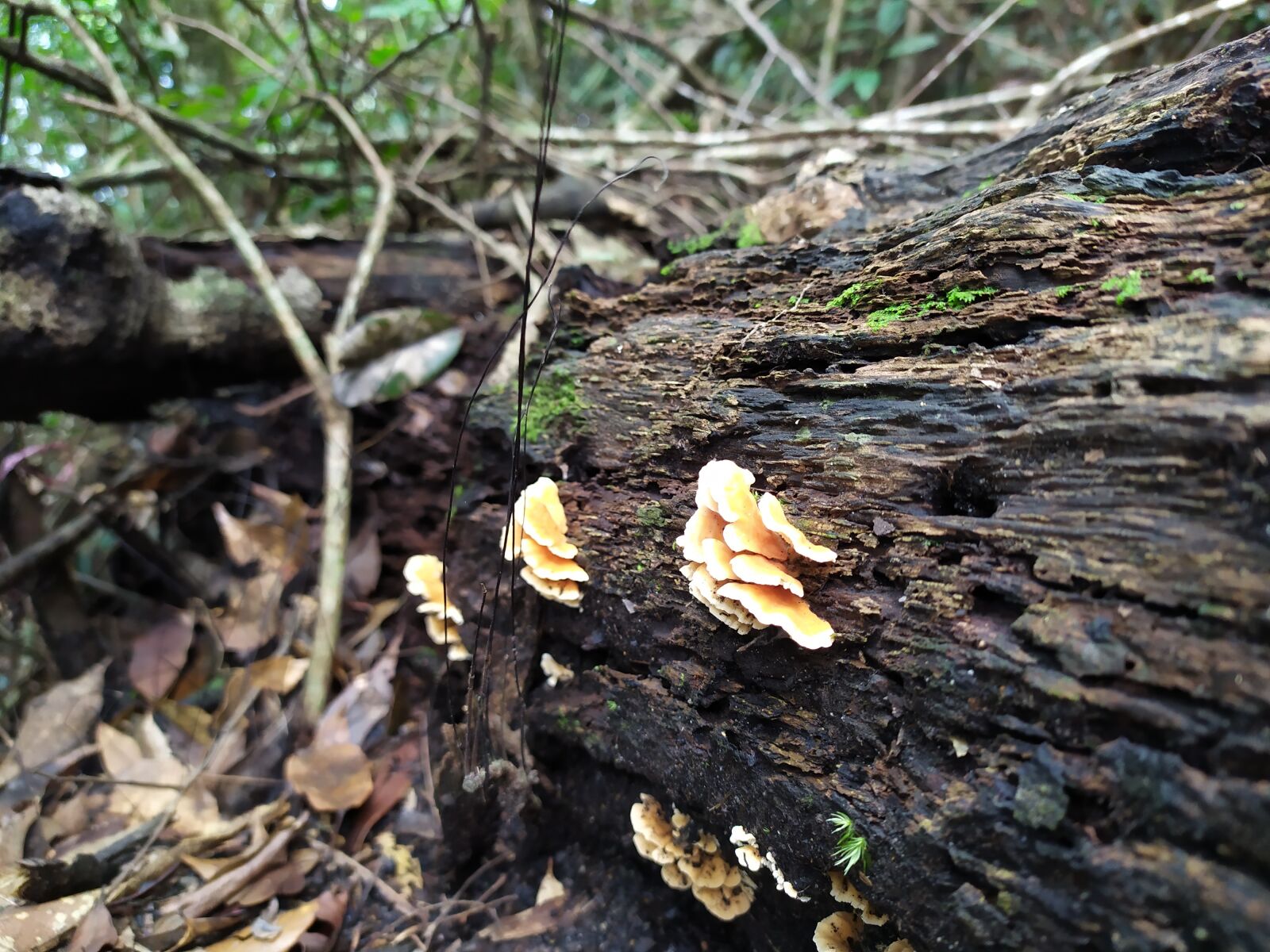 Xiaomi Redmi Note 7 sample photo. Forest, flora, nature photography