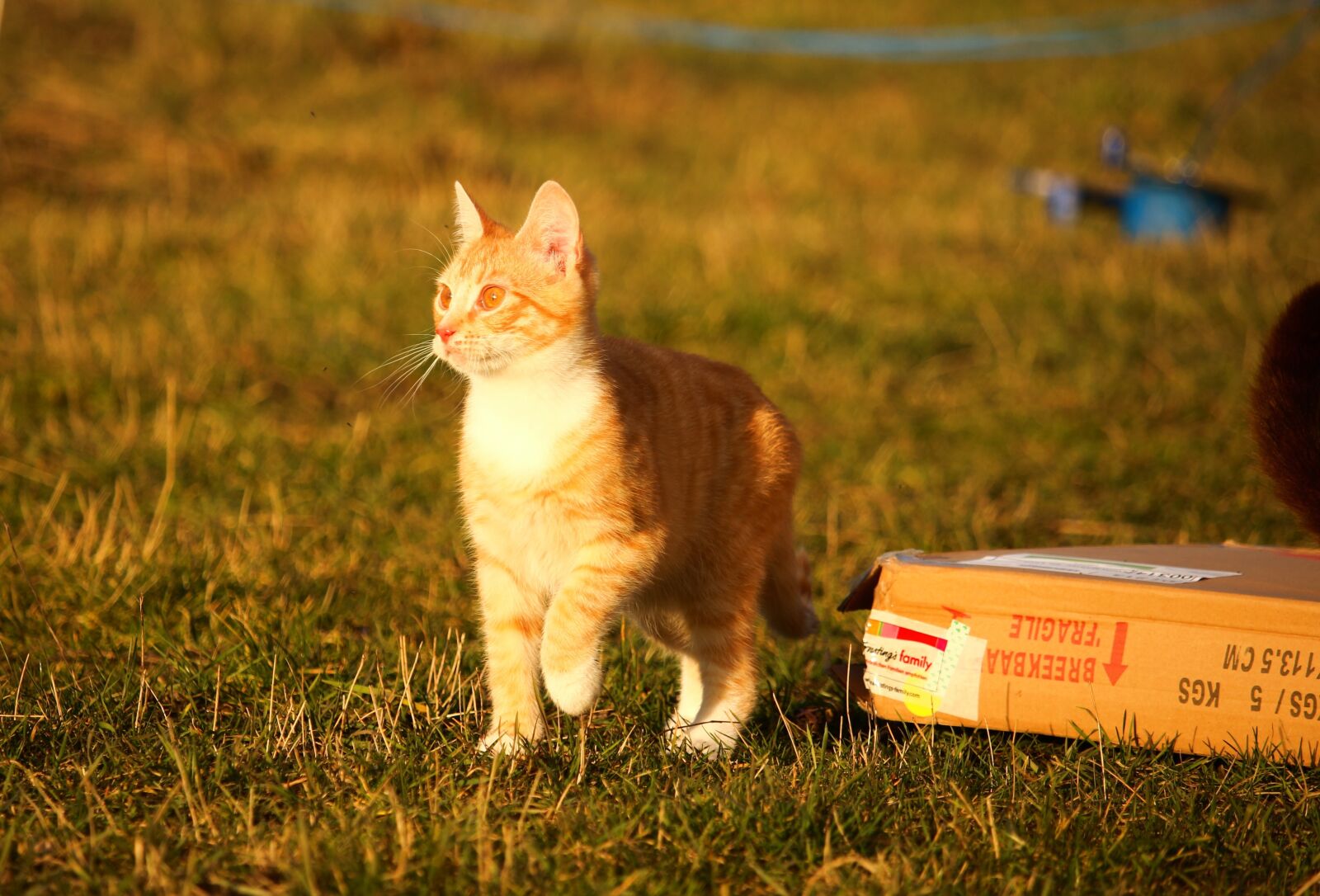 Canon EOS 100D (EOS Rebel SL1 / EOS Kiss X7) sample photo. Cat, kitten, cat baby photography