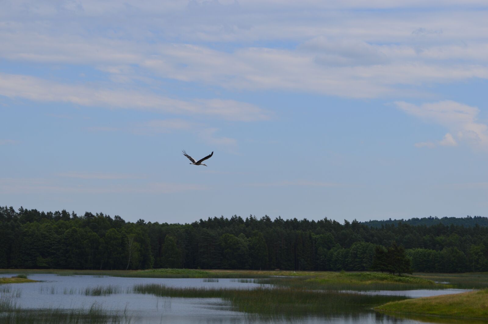 Nikon D3200 sample photo. Stork, bird, water photography