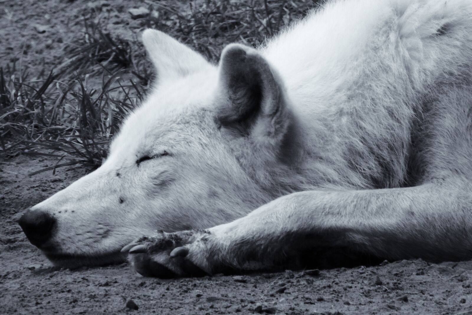 Fujifilm FinePix SL1000 sample photo. Retro, black and white photography