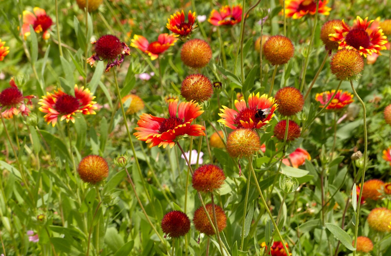 Panasonic Lumix DMC-FZ200 sample photo. Flowers, red flowers, bumblebee photography
