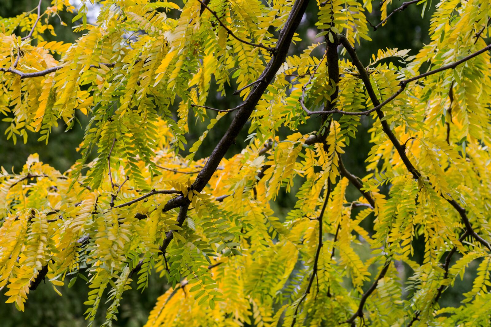 Canon EOS 600D (Rebel EOS T3i / EOS Kiss X5) sample photo. Autumn, yellow, leaves photography