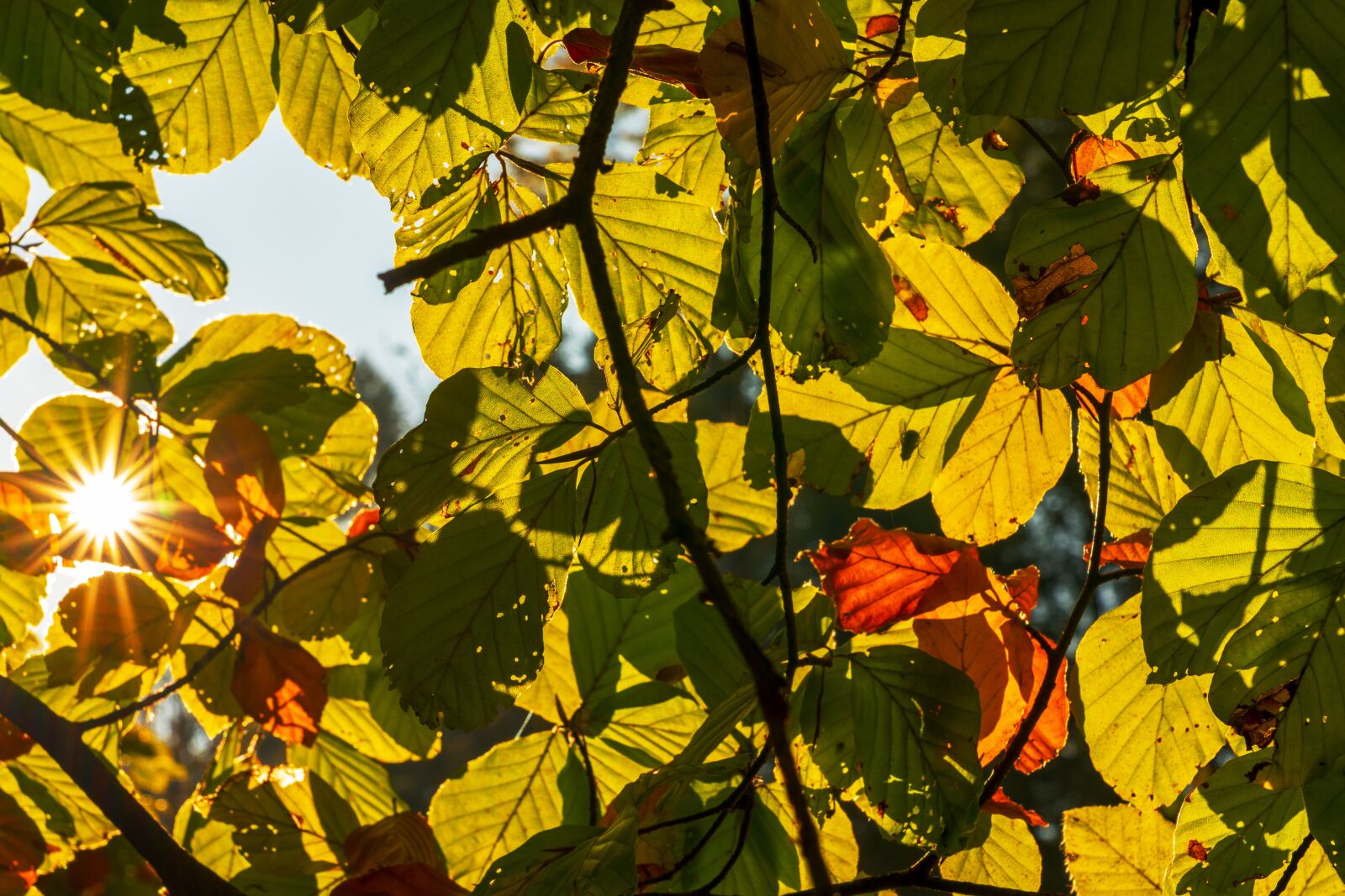 Sony a7 III sample photo. Autumn, leaves, sun photography
