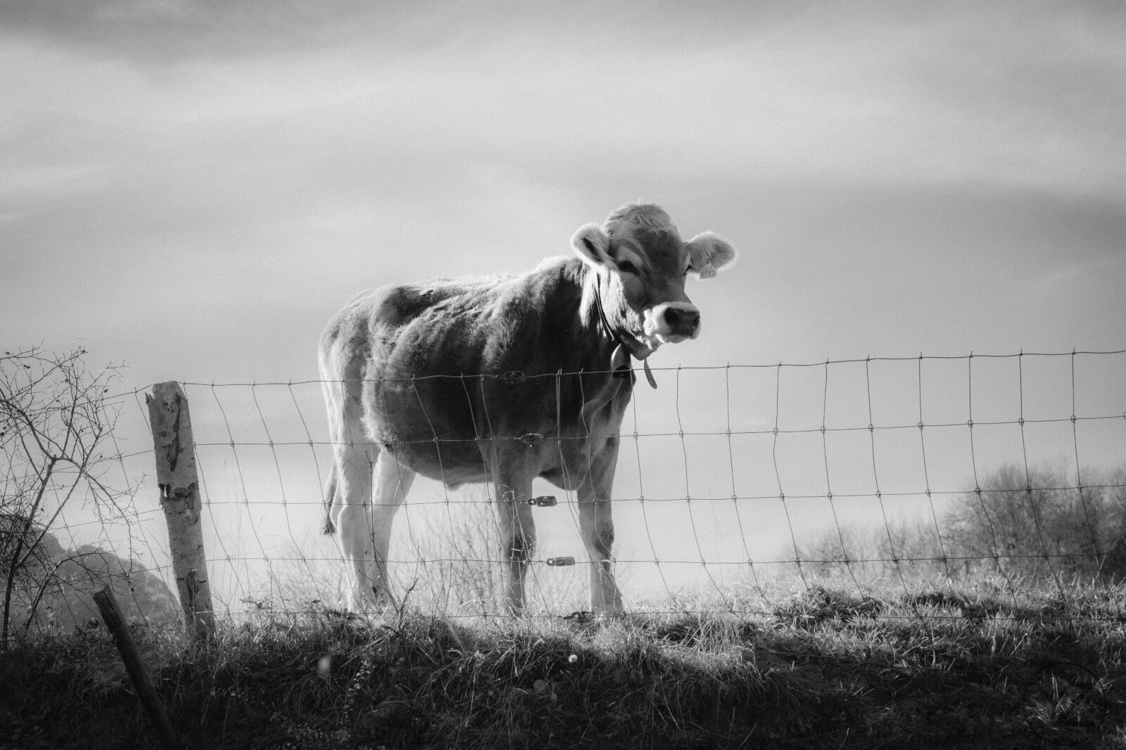Canon EOS 700D (EOS Rebel T5i / EOS Kiss X7i) sample photo. Cow, nature, animal photography