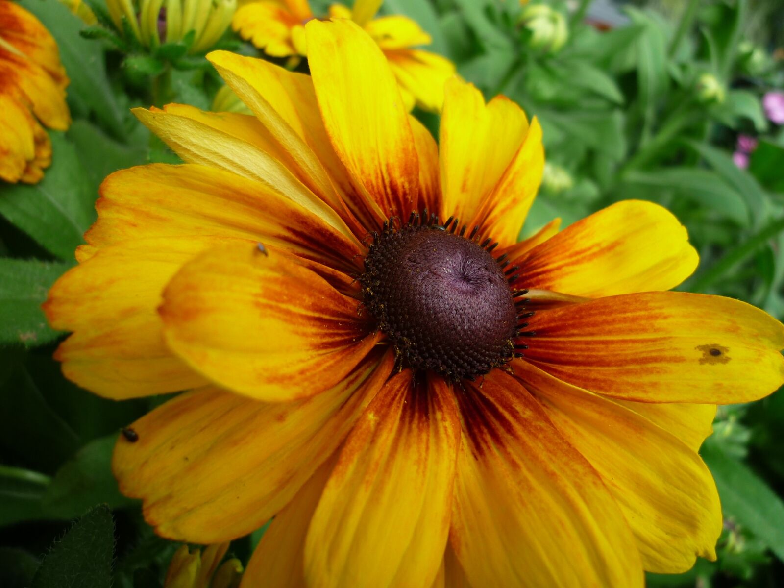 Panasonic Lumix DMC-FS6 sample photo. Coneflower, nature, yellow photography