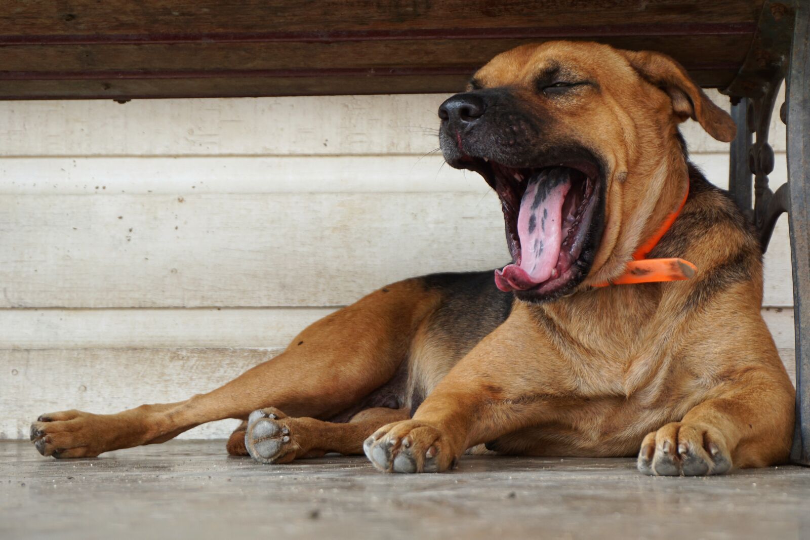 Sony E 16-50mm F3.5-5.6 PZ OSS sample photo. Dog, yawn, sleepy photography