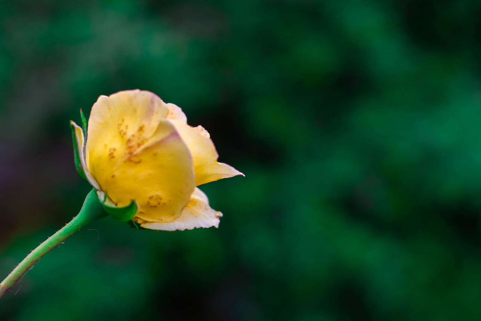 Nikon D7200 sample photo. Rose, petals, flower photography