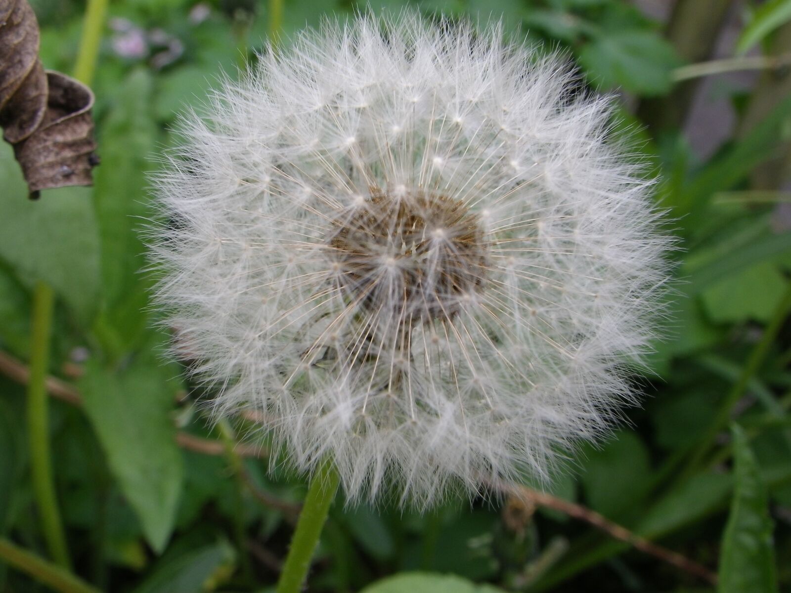 Pentax Optio W90 sample photo. Dandelion, pointed flower photography