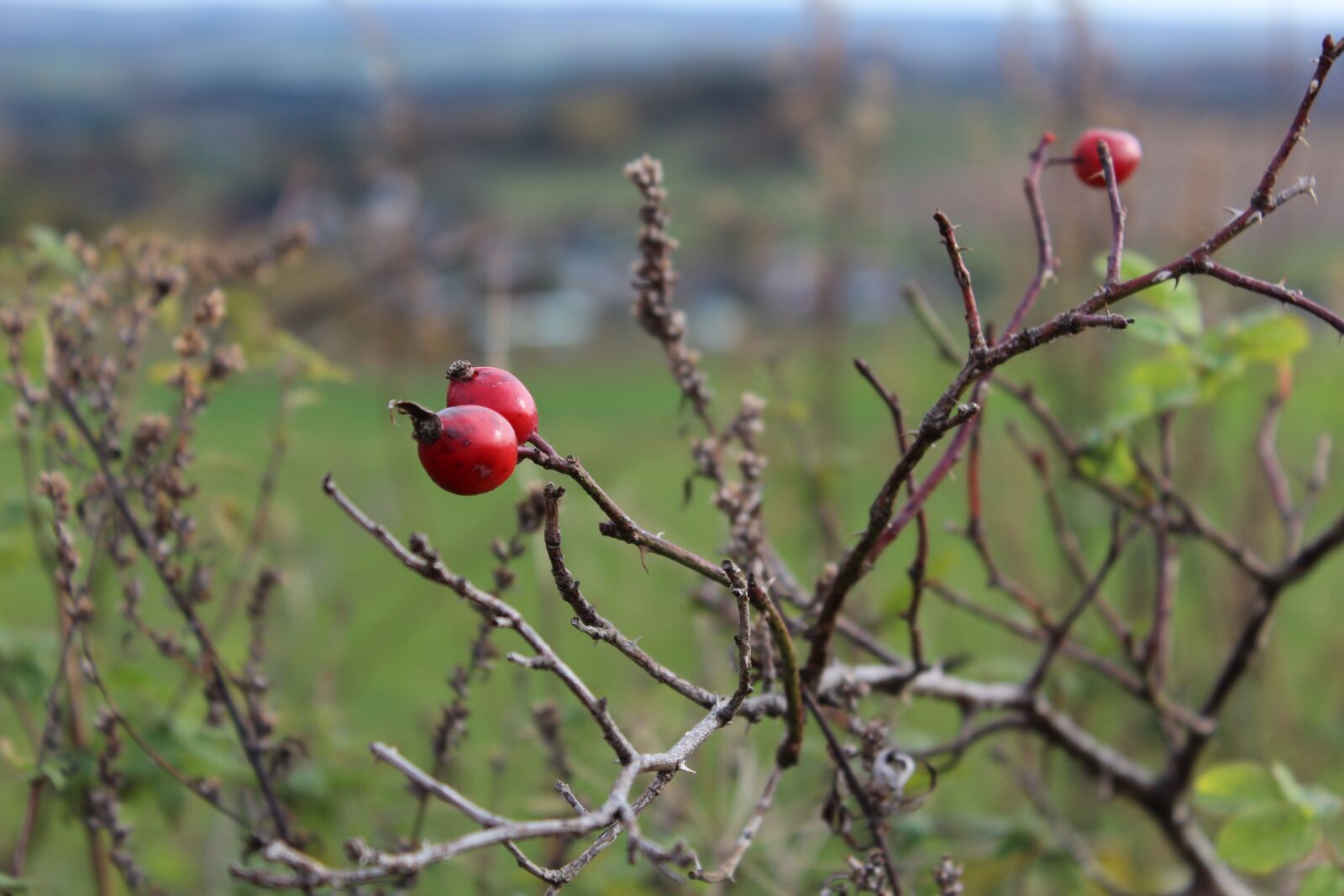 Canon EOS 1200D (EOS Rebel T5 / EOS Kiss X70 / EOS Hi) sample photo. Hagebutte, herbst, natur photography