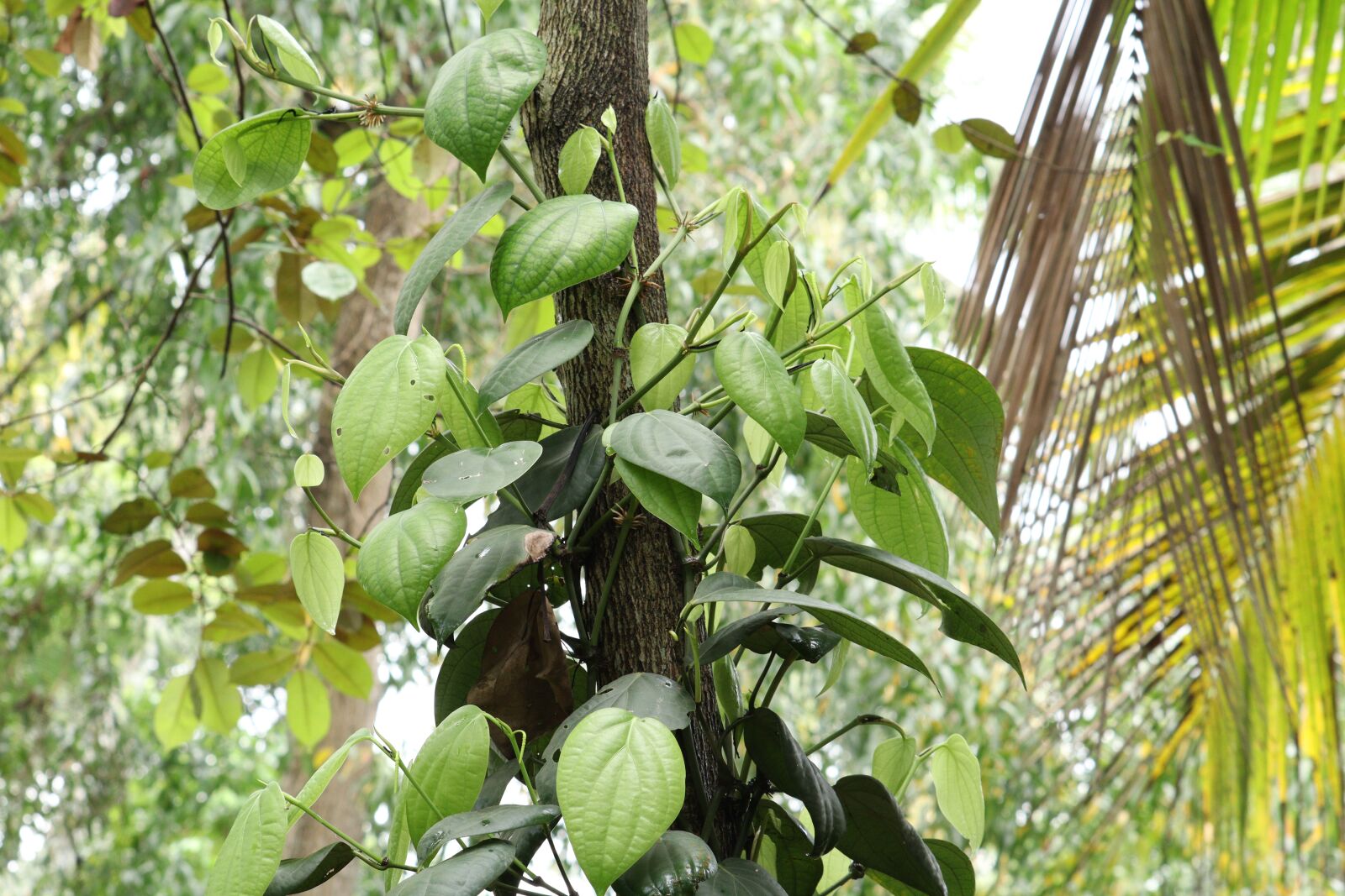 Canon EOS 250D (EOS Rebel SL3 / EOS Kiss X10 / EOS 200D II) sample photo. Leaf, nature, green photography