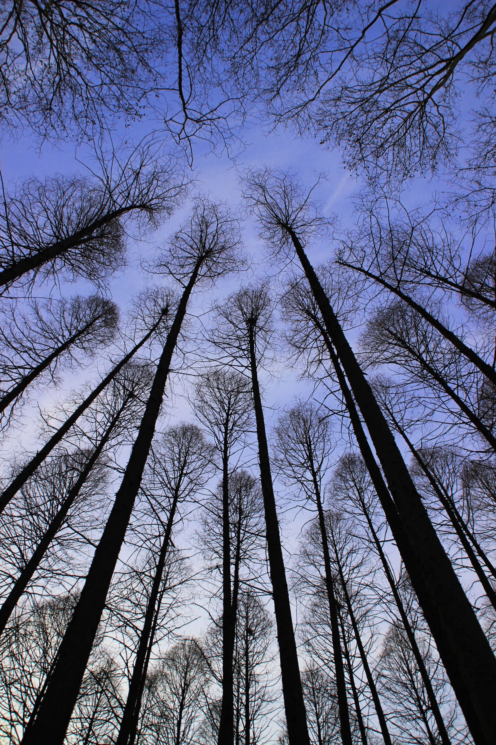 Canon EOS 600D (Rebel EOS T3i / EOS Kiss X5) sample photo. Metasequoia, tree, sky photography