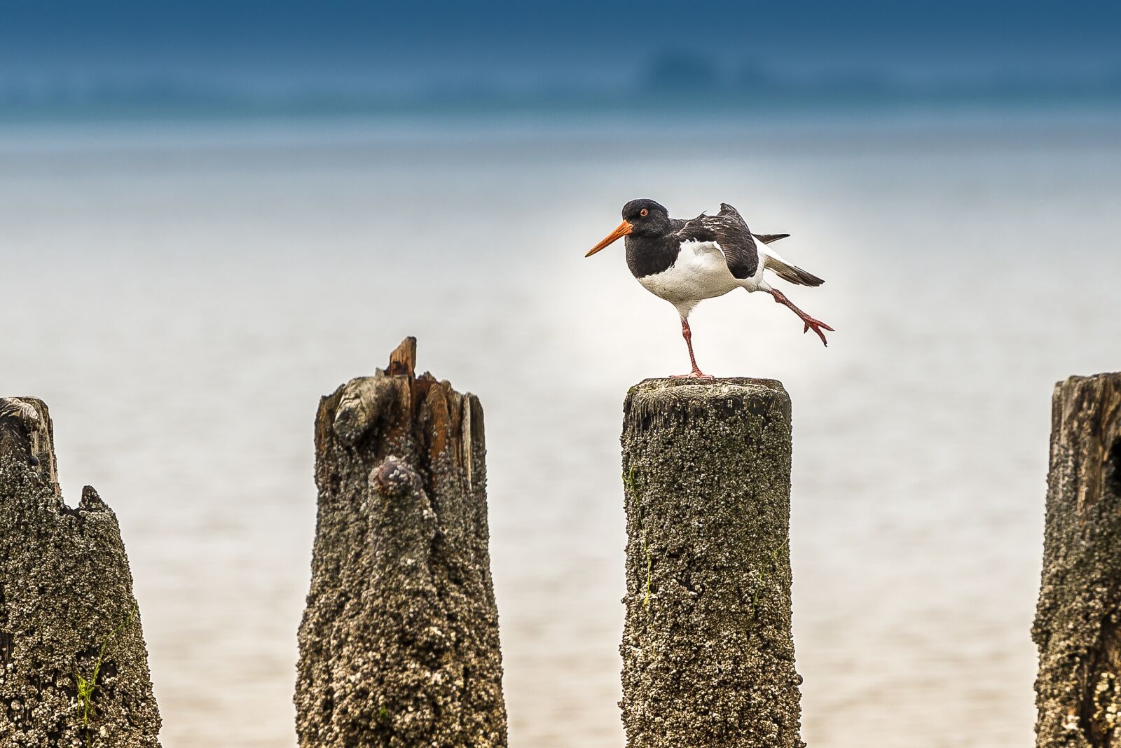 Nikon D800 sample photo. North sea, bird, waders photography