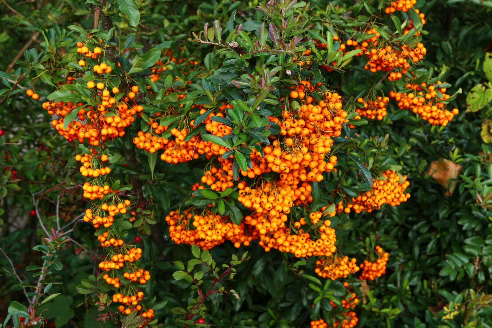 Canon EOS 70D sample photo. Nature, sea buckthorn, bush photography