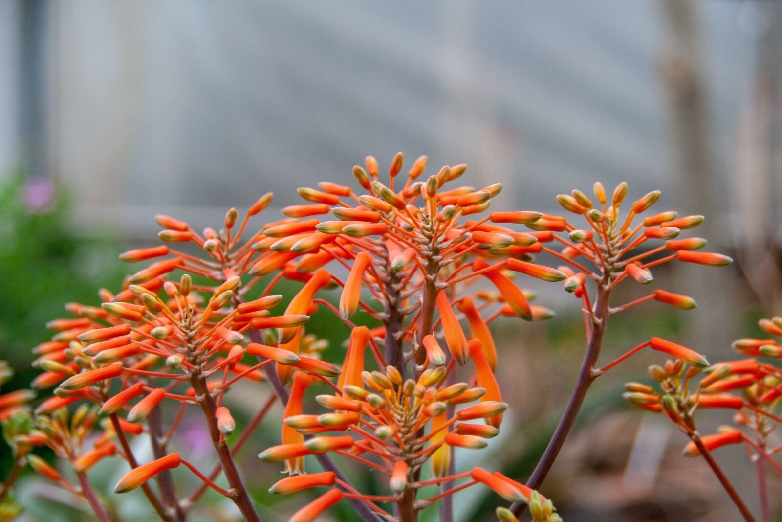 Canon EOS 400D (EOS Digital Rebel XTi / EOS Kiss Digital X) sample photo. Flowers, flora, nature photography