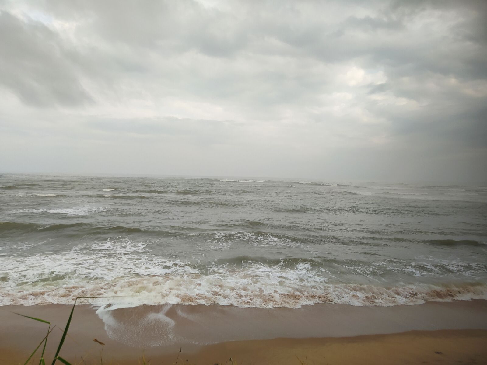 Xiaomi Redmi Note 8 sample photo. Beech, sea, nature photography