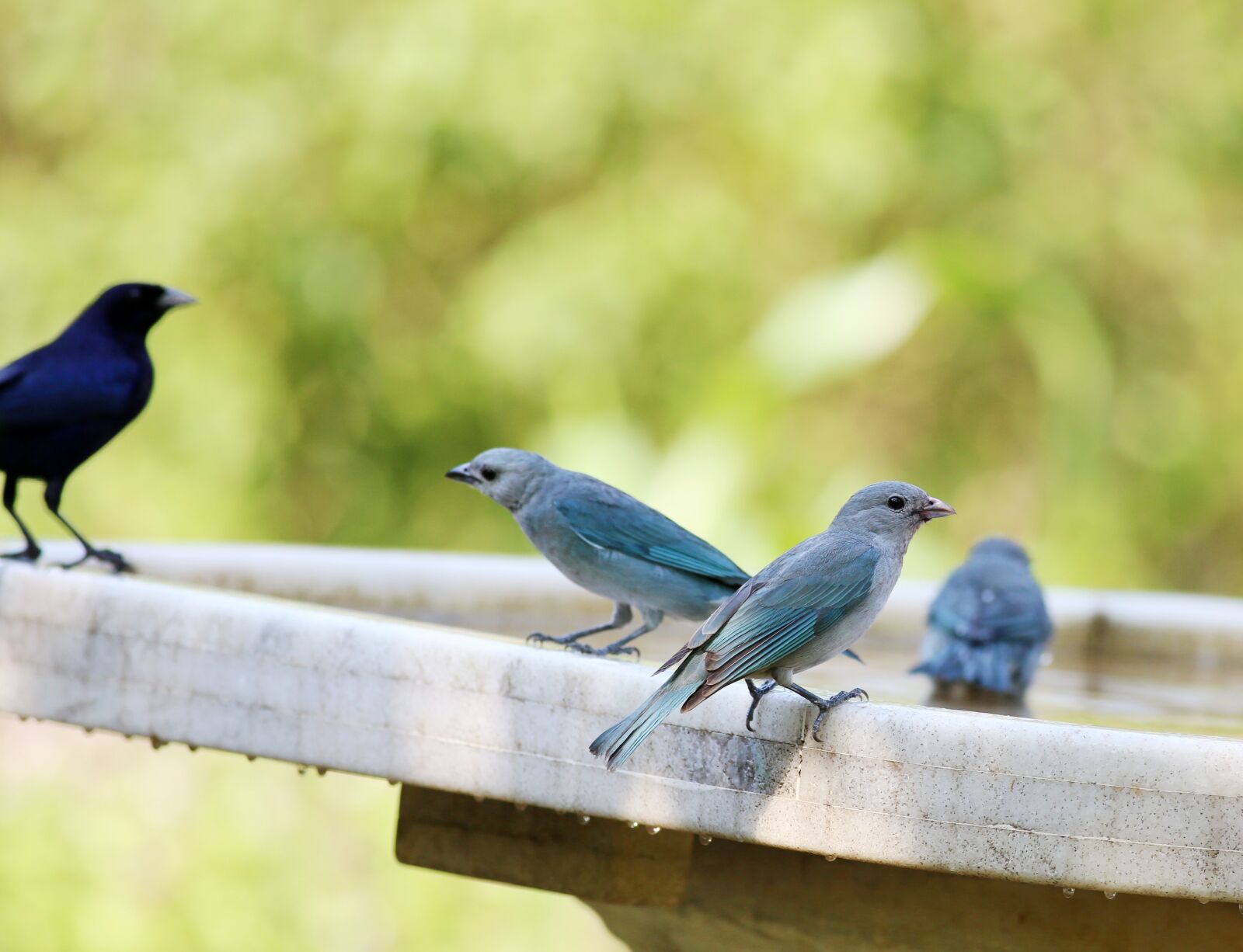 Canon EOS 5D Mark III sample photo. Birds, drinking water, group photography