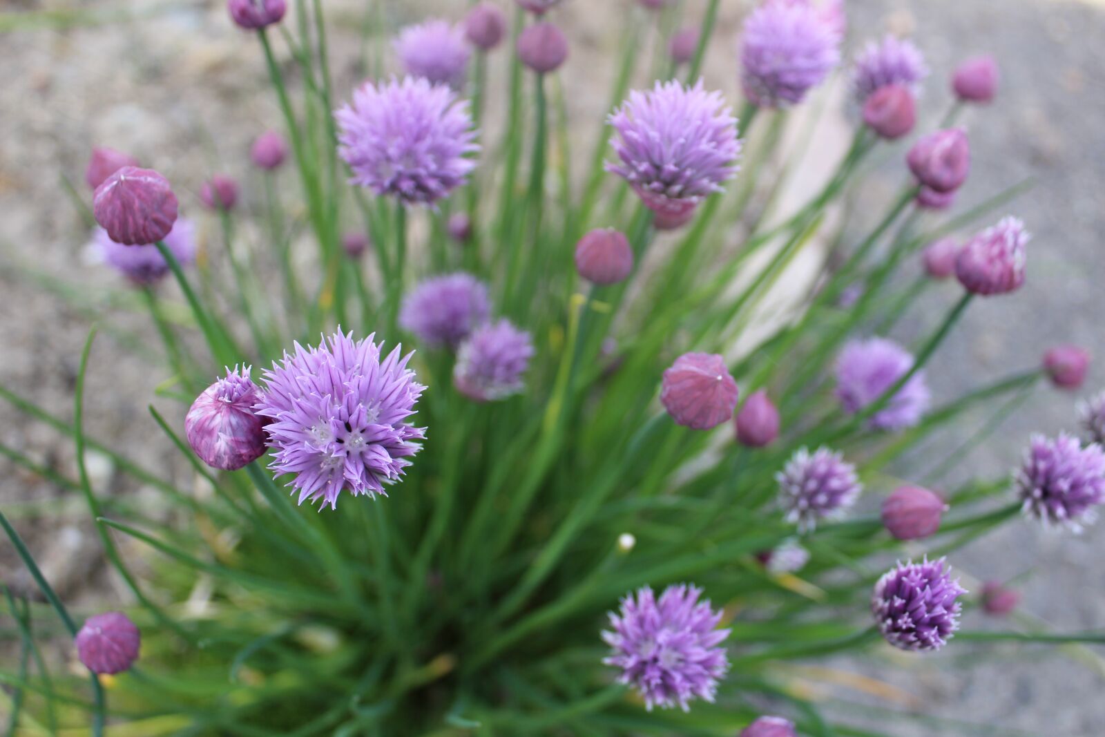 Canon EOS 1200D (EOS Rebel T5 / EOS Kiss X70 / EOS Hi) sample photo. Chives, plant, aromatic photography
