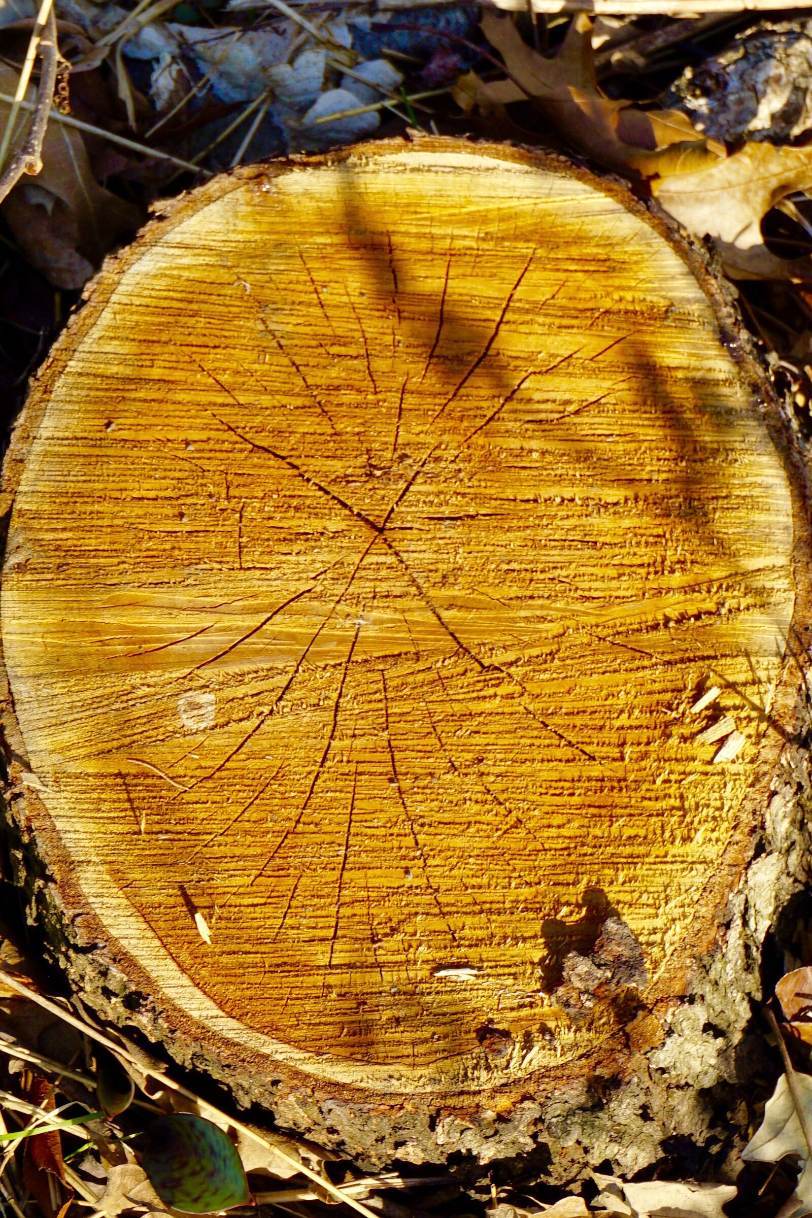 Sony a5100 sample photo. Wood, tree trunk, tree photography