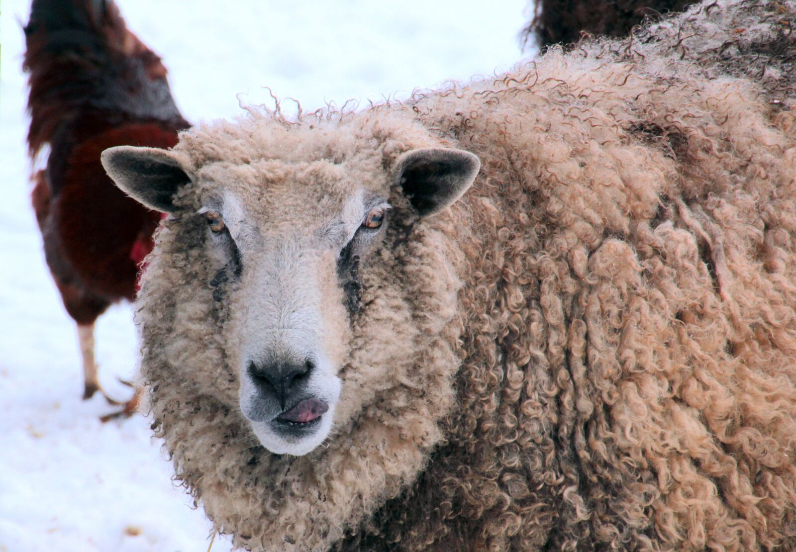 Canon EOS 650D (EOS Rebel T4i / EOS Kiss X6i) sample photo. Sheep, white, animal photography