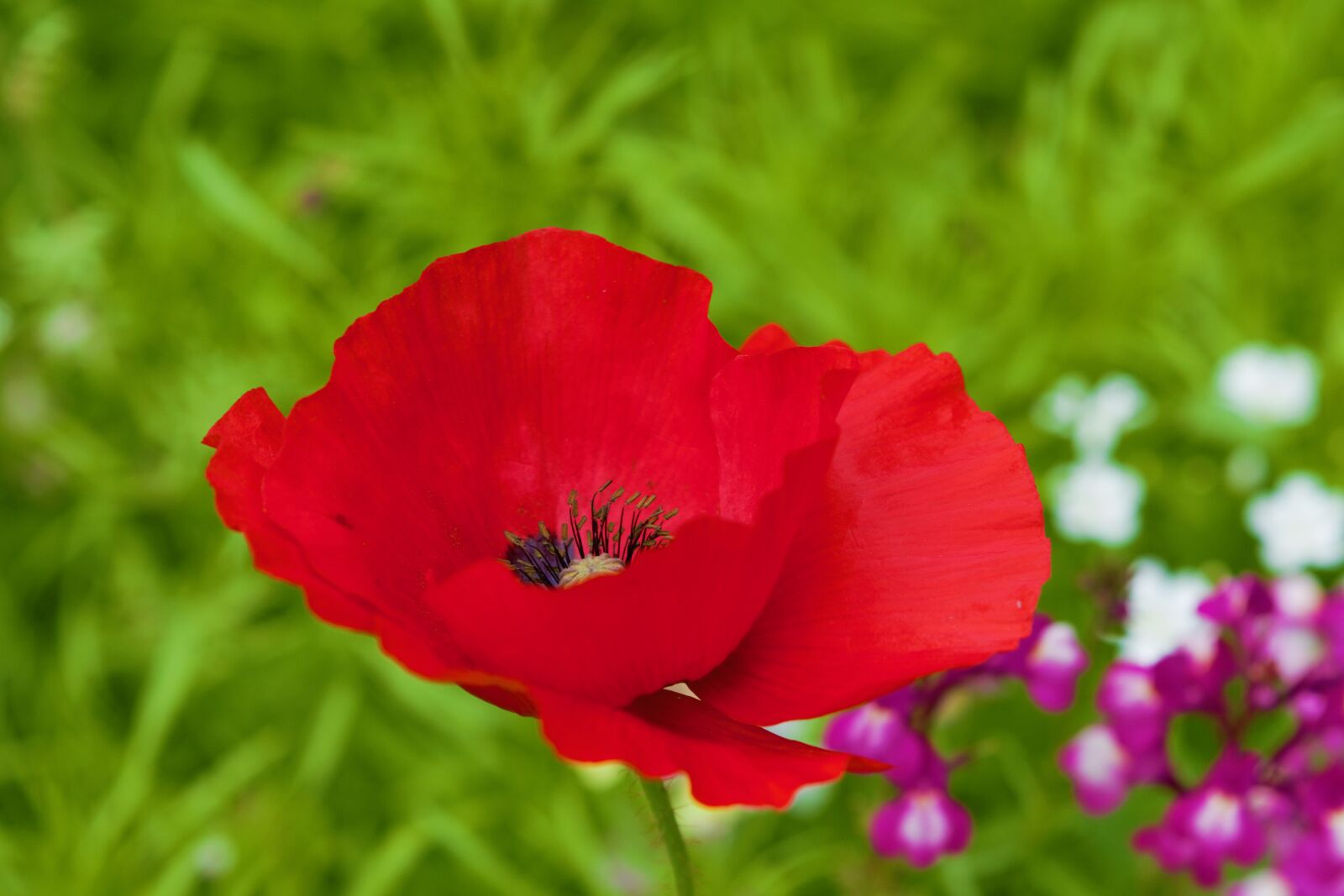 Nikon D3300 sample photo. Poppy, flower, red photography
