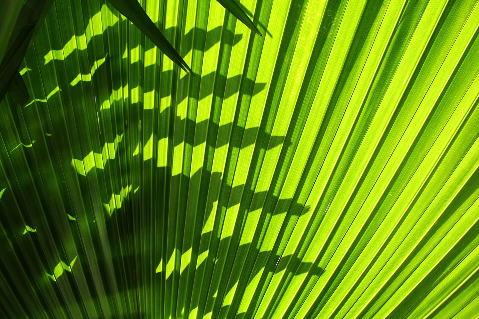 Canon EOS 700D (EOS Rebel T5i / EOS Kiss X7i) sample photo. Palm tree, leaf, green photography
