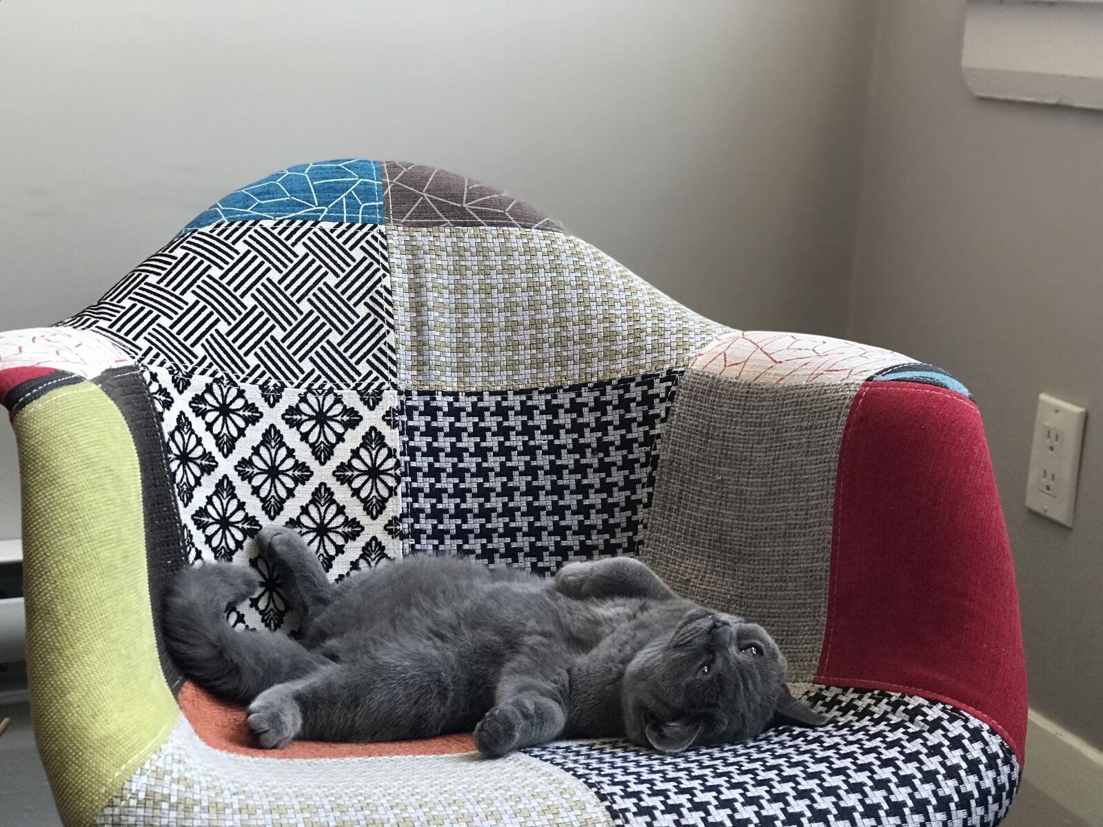iPhone 7 Plus back dual camera 6.6mm f/2.8 sample photo. Cat, chair, animal photography