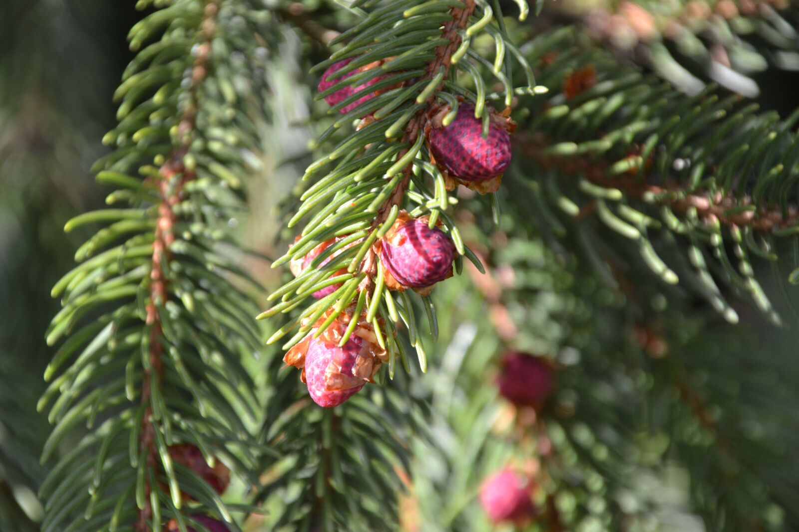 Nikon D3100 sample photo. Tree, conifer, spruce photography