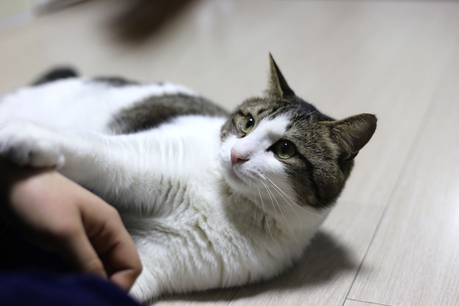 Canon EF 50mm F1.8 II sample photo. Cat, korean cat, cute photography