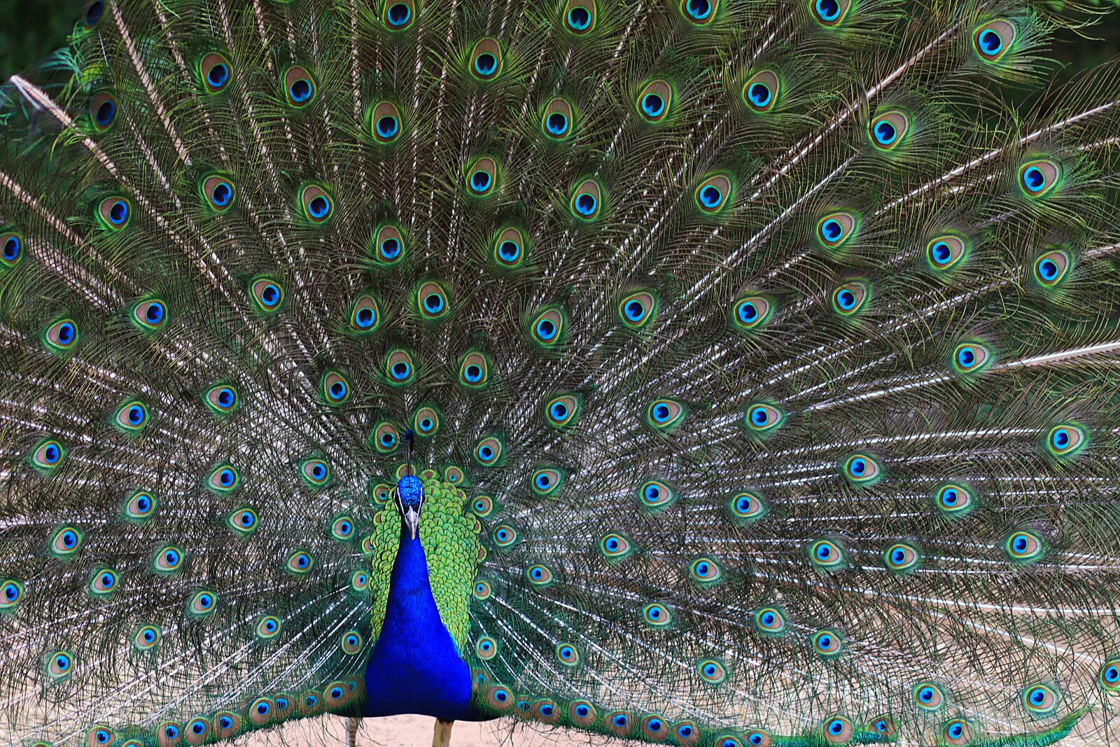Canon EF 85mm F1.8 USM sample photo. Peacock, animal, feather photography