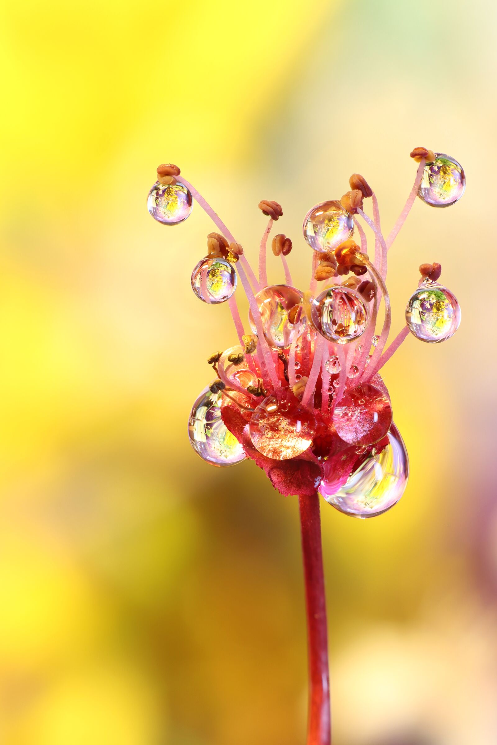 Canon EOS 77D (EOS 9000D / EOS 770D) sample photo. Macro, flower, drop of photography