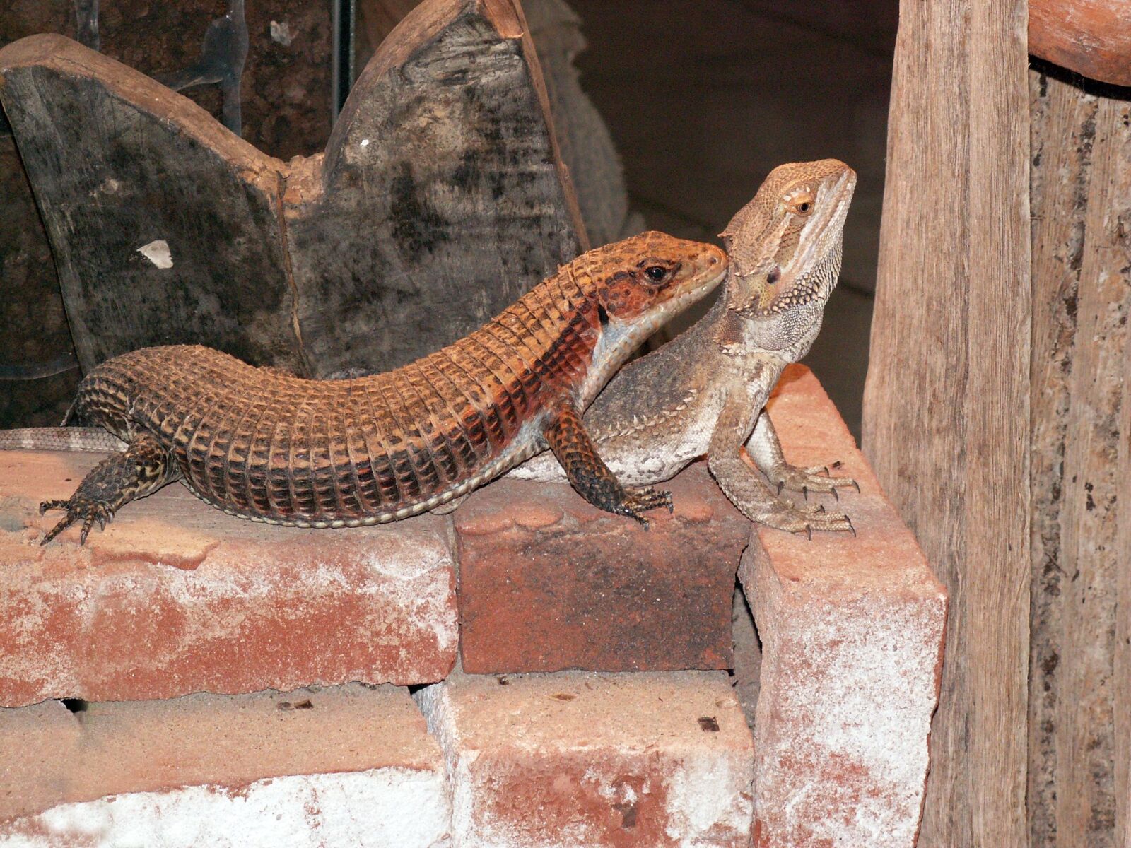 KONICA MINOLTA DiMAGE Z5 sample photo. Lizards, reptiles, stone photography