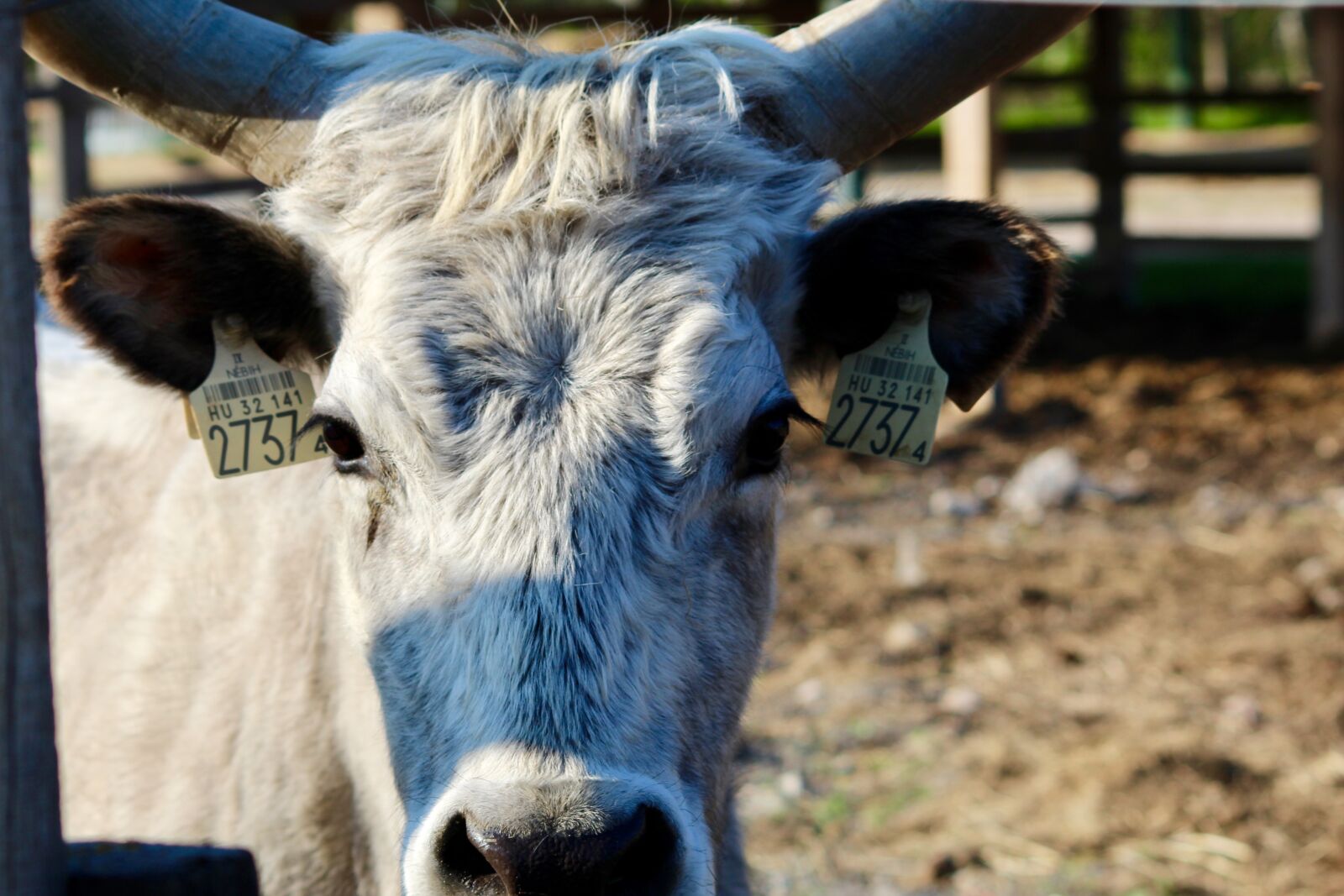 Canon EOS 1200D (EOS Rebel T5 / EOS Kiss X70 / EOS Hi) sample photo. Animal, cow, beef photography