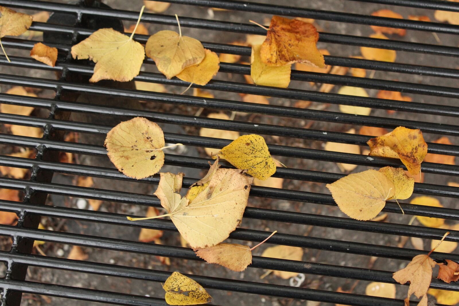Canon EOS 1200D (EOS Rebel T5 / EOS Kiss X70 / EOS Hi) sample photo. Leaves, autumn, yellow photography