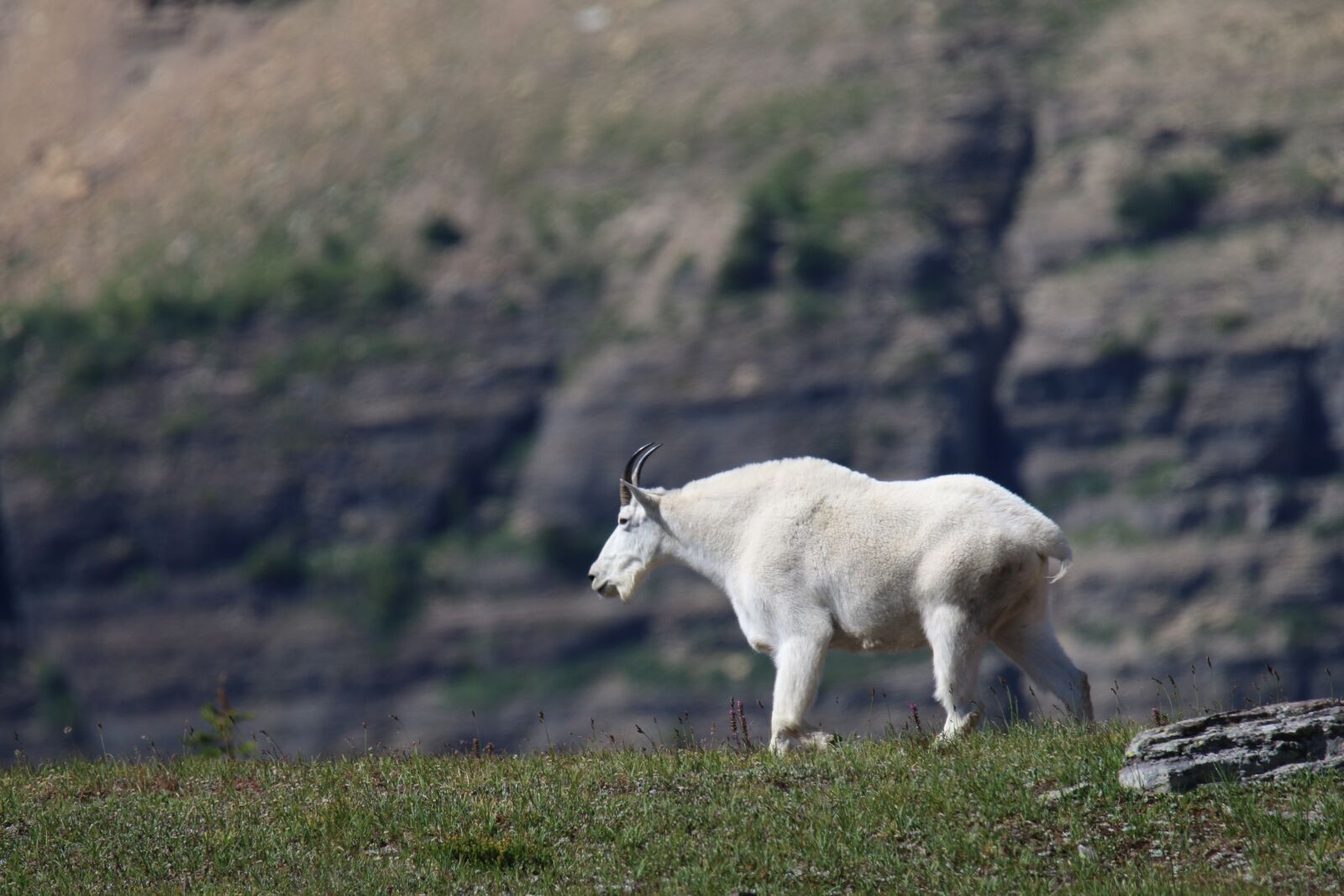 Canon EOS 70D + Tamron SP 150-600mm F5-6.3 Di VC USD sample photo. Mountain goat, goat, glacier photography