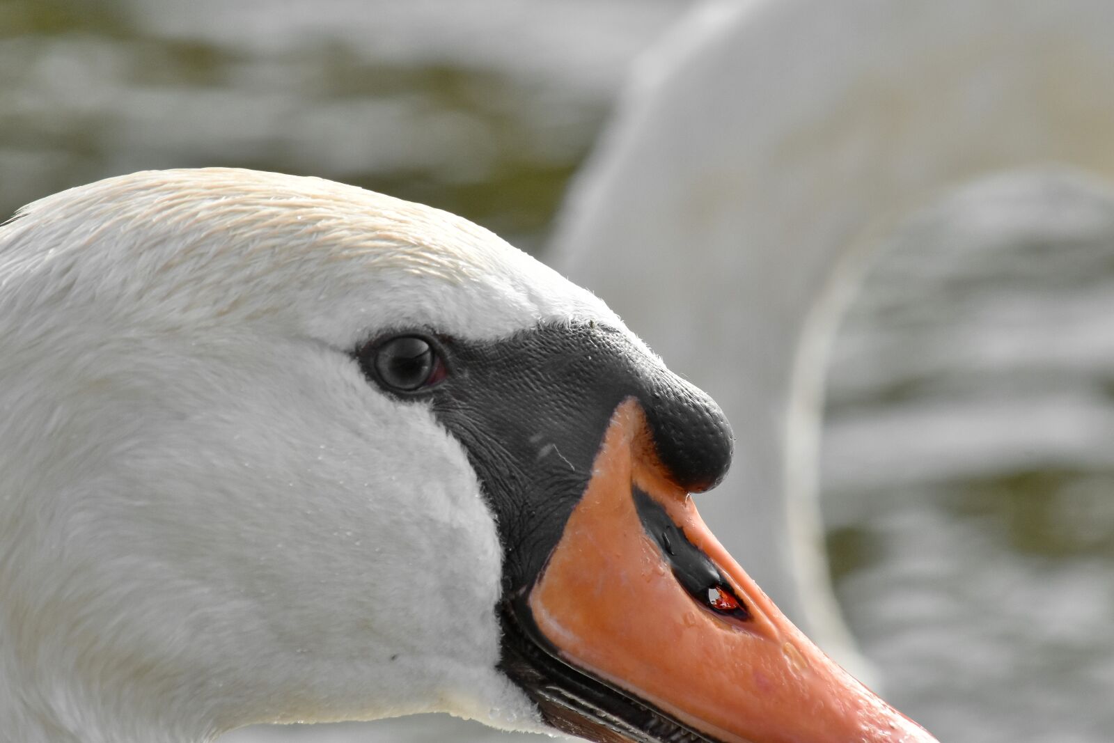 Nikon D5500 sample photo. Eye, head, portrait, skin photography