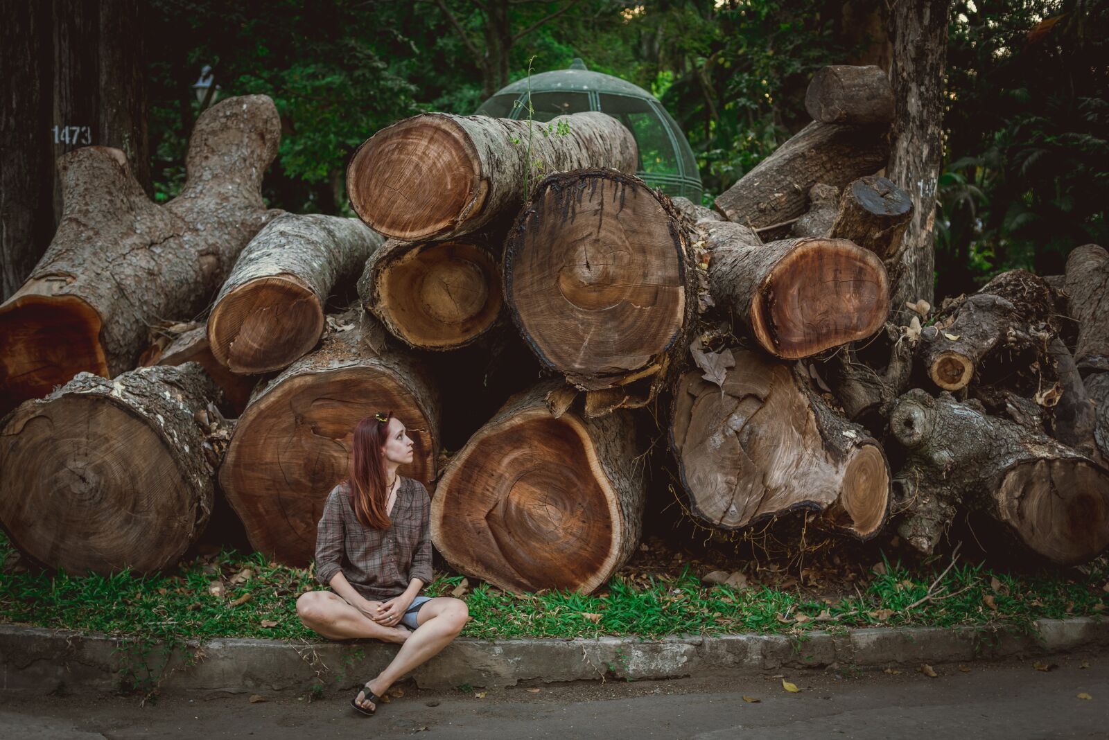 Nikon D750 sample photo. Vietnam, tree, log photography