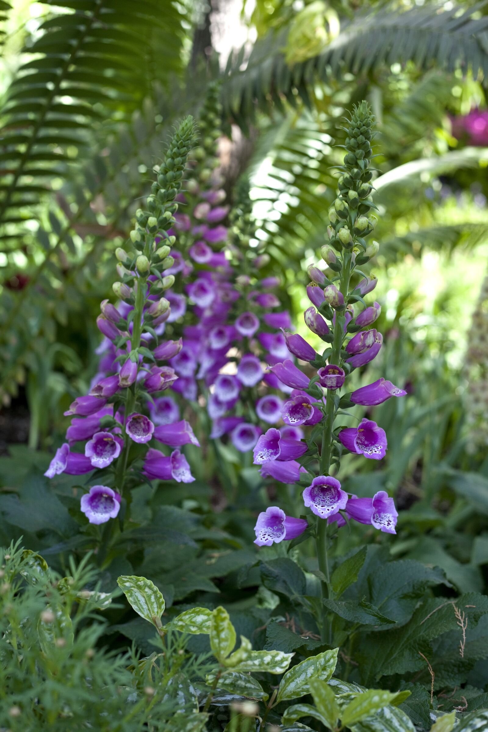 Canon EOS 5D Mark II sample photo. Foxglove, flower, bloom photography