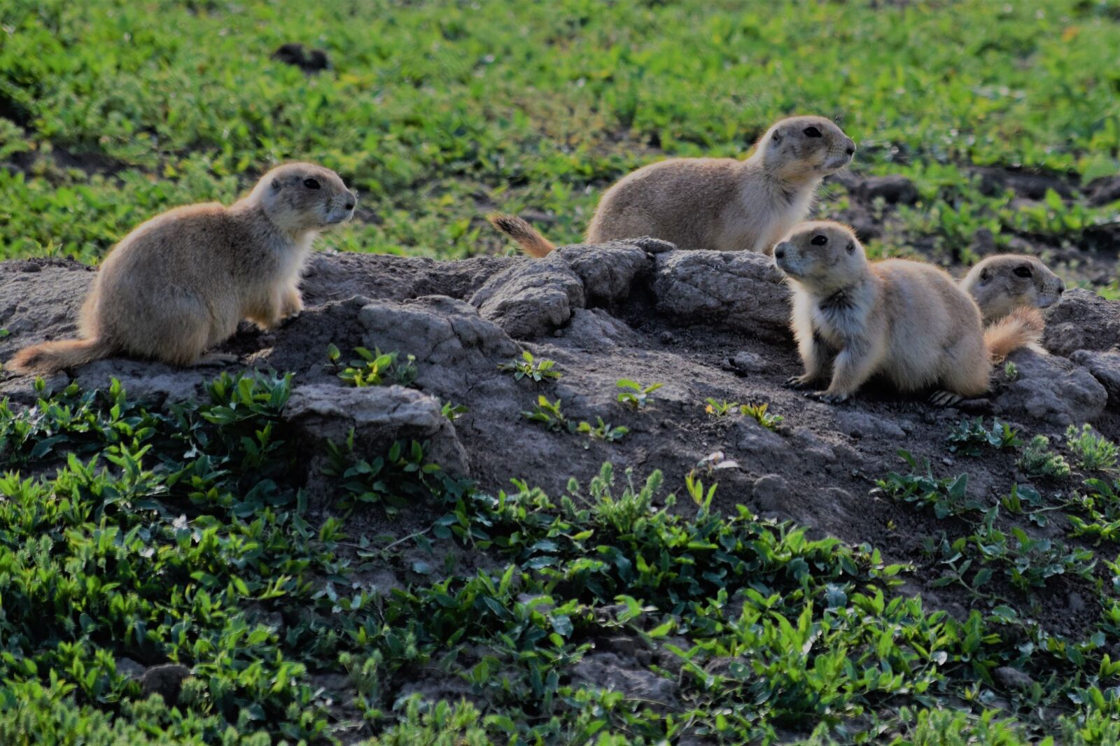 Nikon D3300 sample photo. Prairie dogs, wildlife, nature photography
