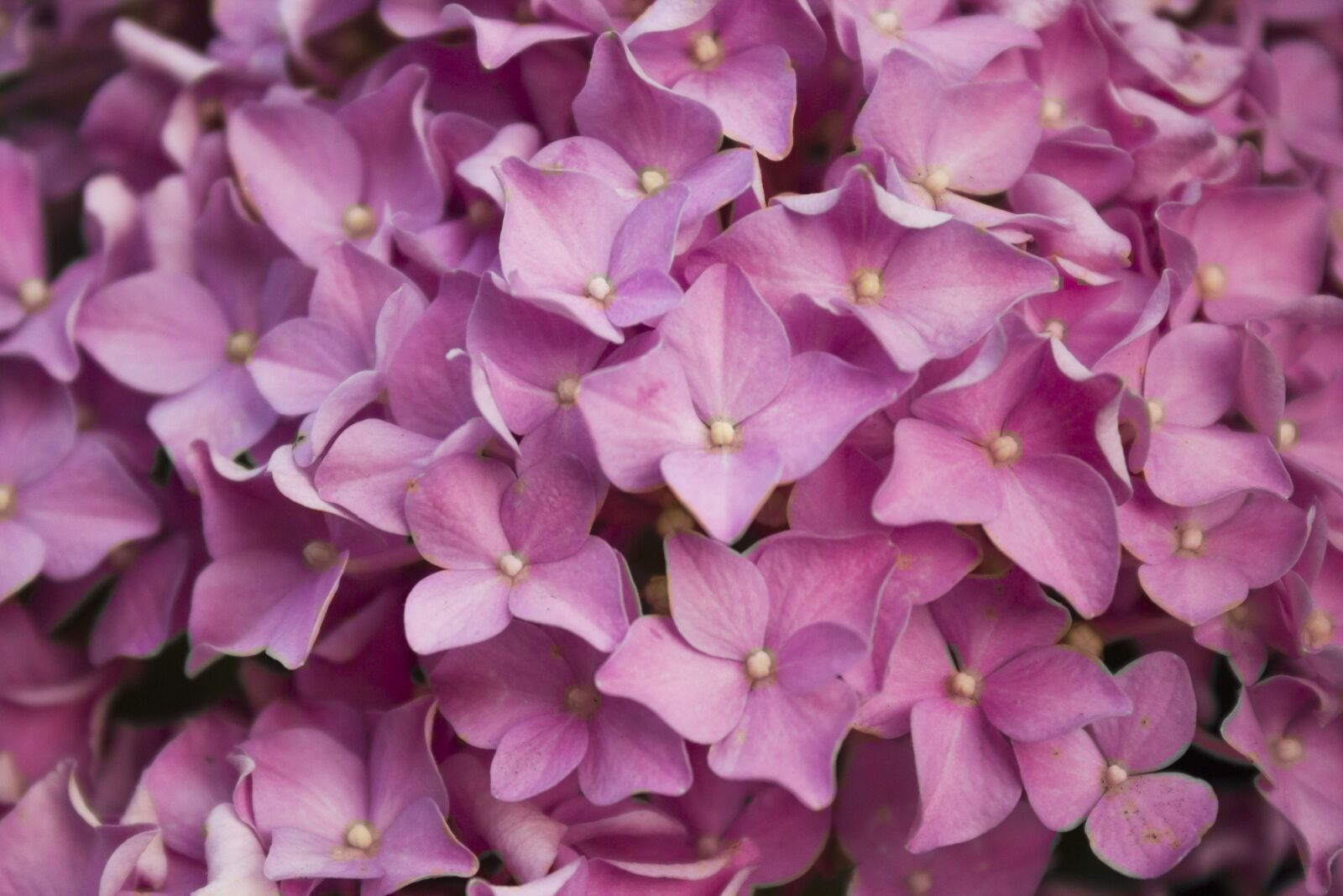 Canon EOS 550D (EOS Rebel T2i / EOS Kiss X4) sample photo. Flower, pink, spring photography
