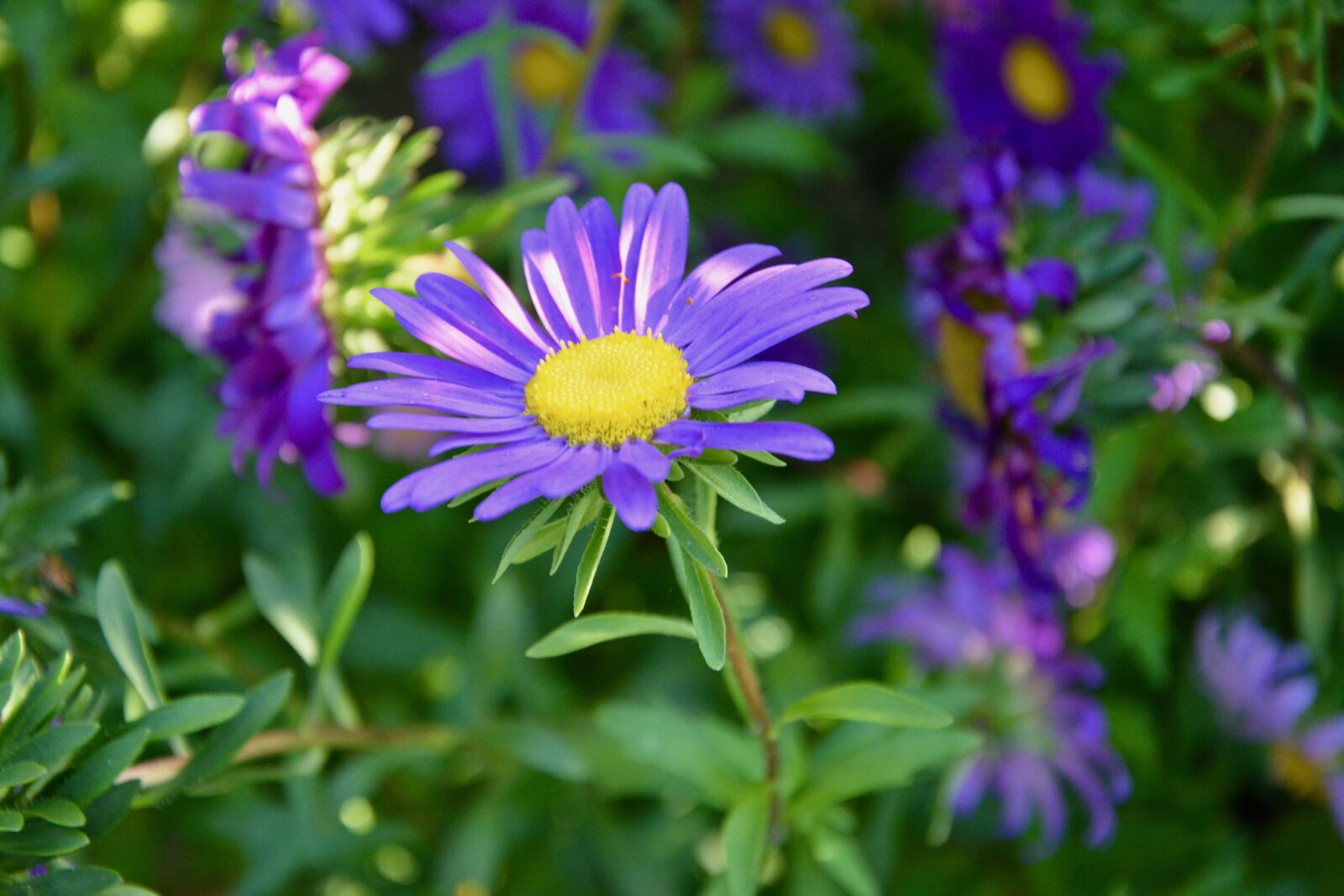 Nikon D5200 sample photo. Flower, flowers, petals plants photography