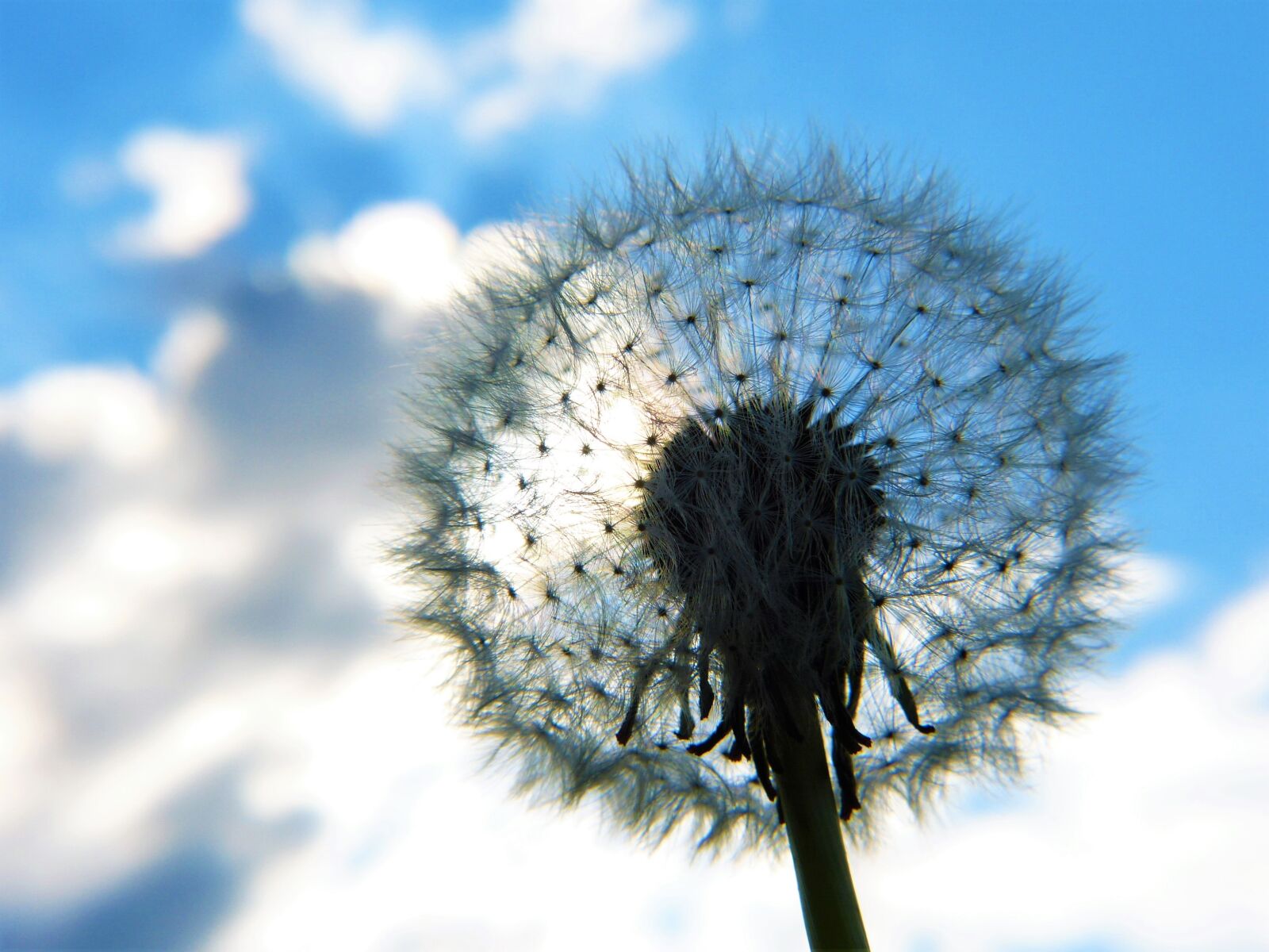Panasonic Lumix DMC-FZ150 sample photo. Dandelion, umbrella, sky photography