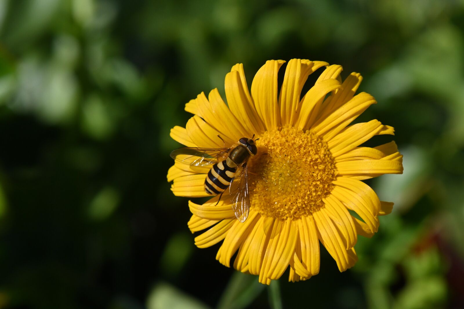 Nikon Z 50 sample photo. Insect, flower, hover fly photography
