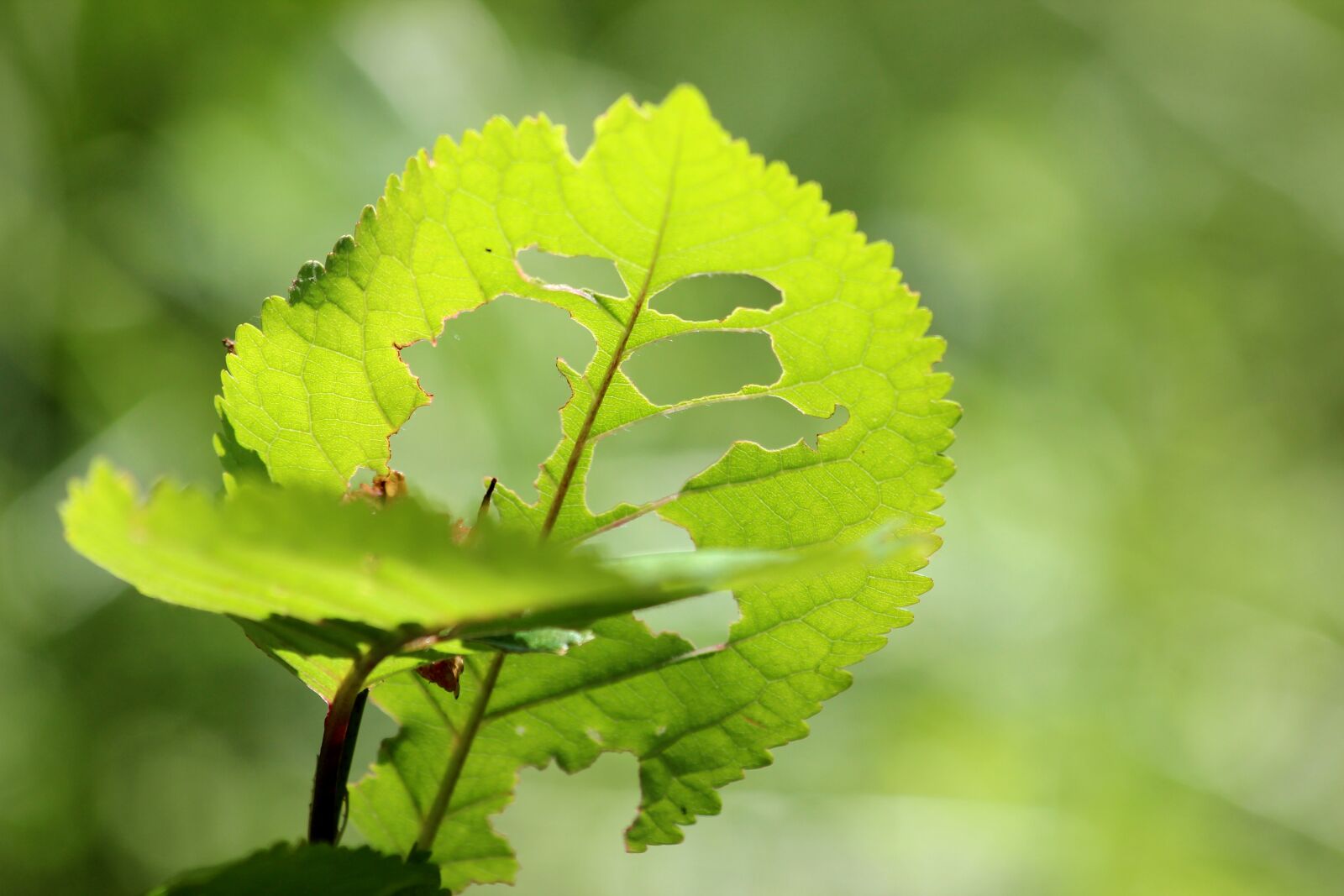 Canon EOS 600D (Rebel EOS T3i / EOS Kiss X5) sample photo. Leaf, tree, green photography