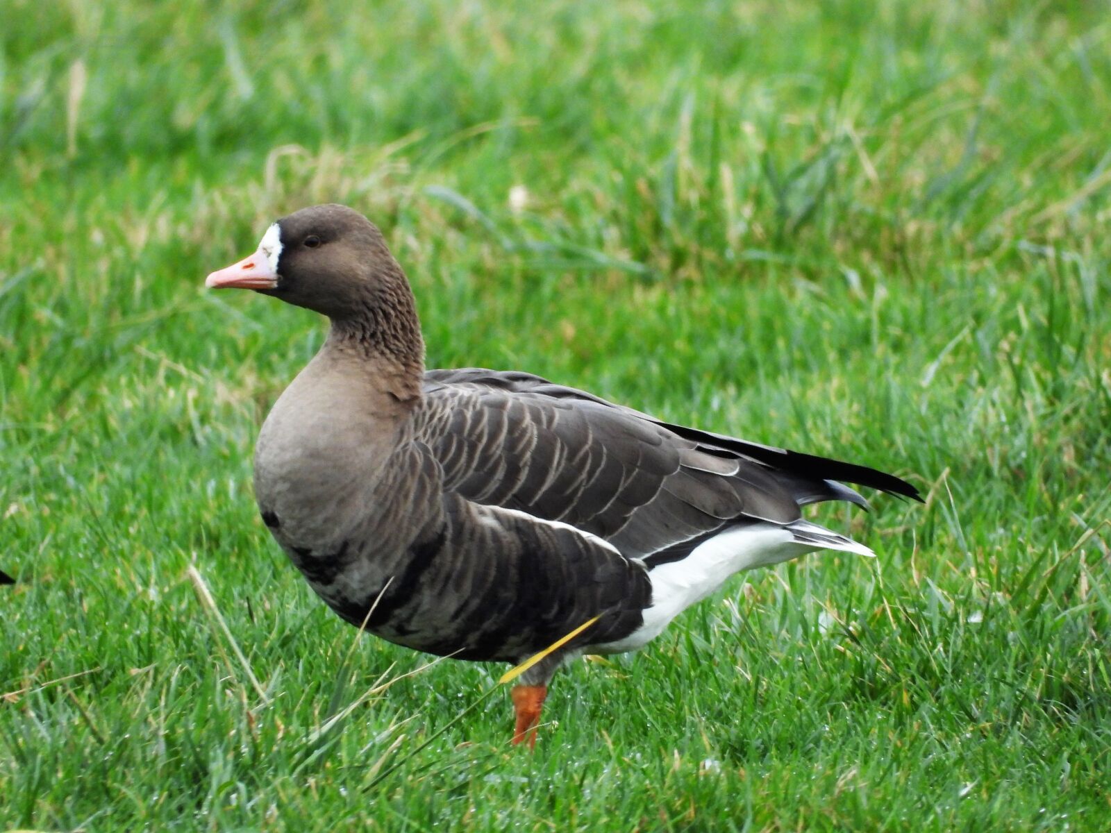 Nikon Coolpix P1000 sample photo. White-fronted geese, anatidae, anserinae photography